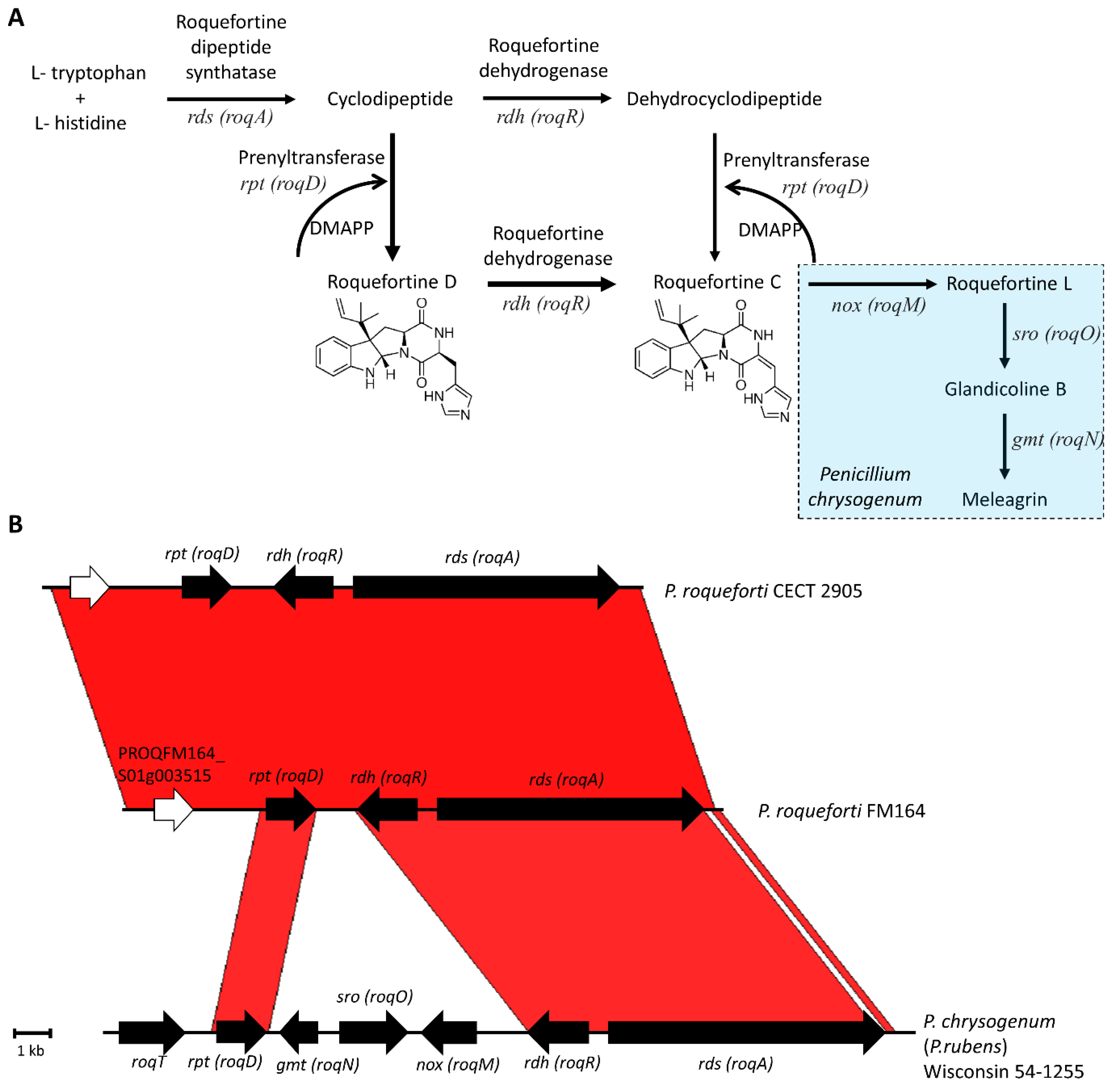 Epipolythiodioxopiperazine‐Based Natural Products: Building Blocks,  Biosynthesis and Biological Activities - Huber - 2022 - ChemBioChem - Wiley  Online Library