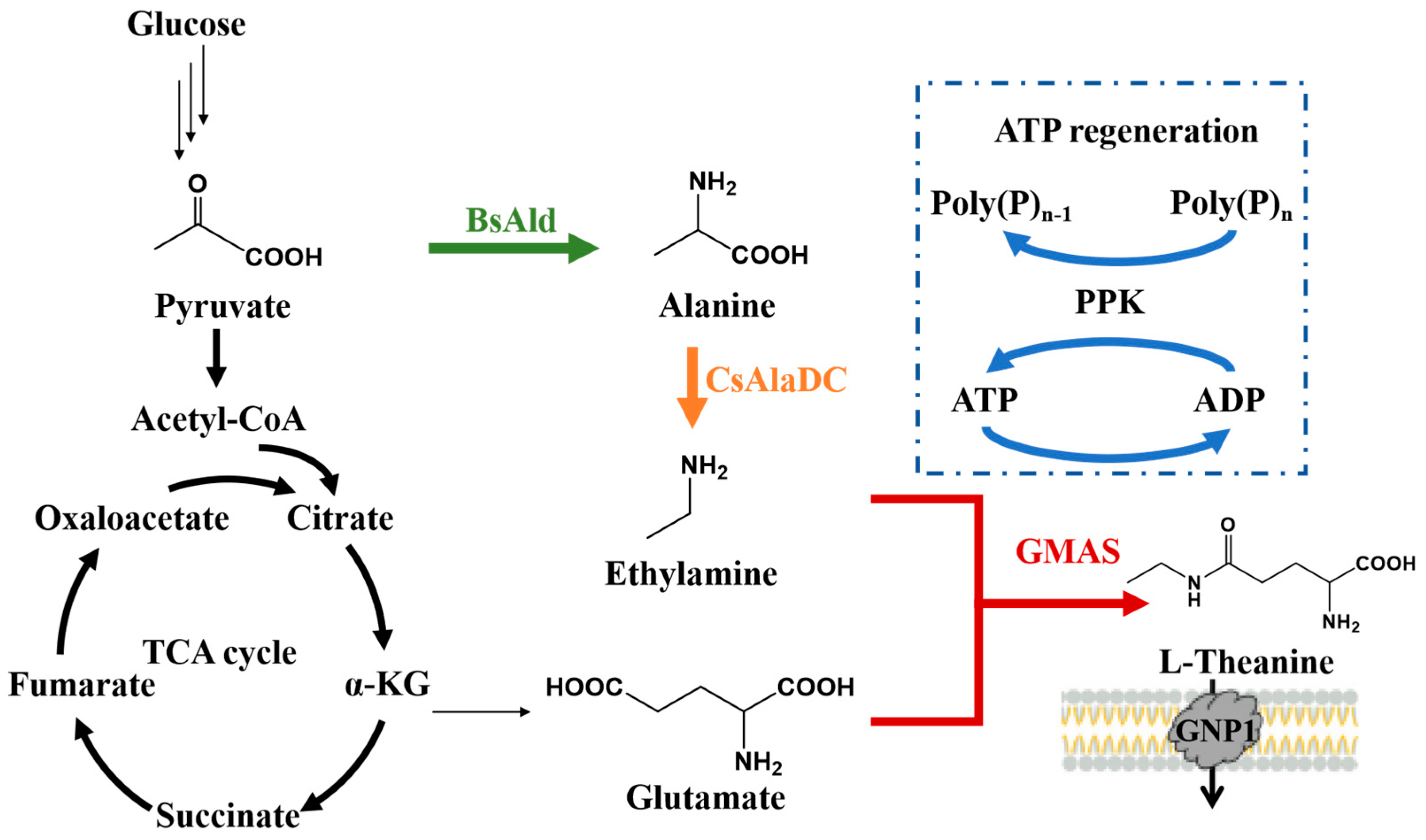 Fermentation 09 00875 g002 Fermentation 09 00875 g002