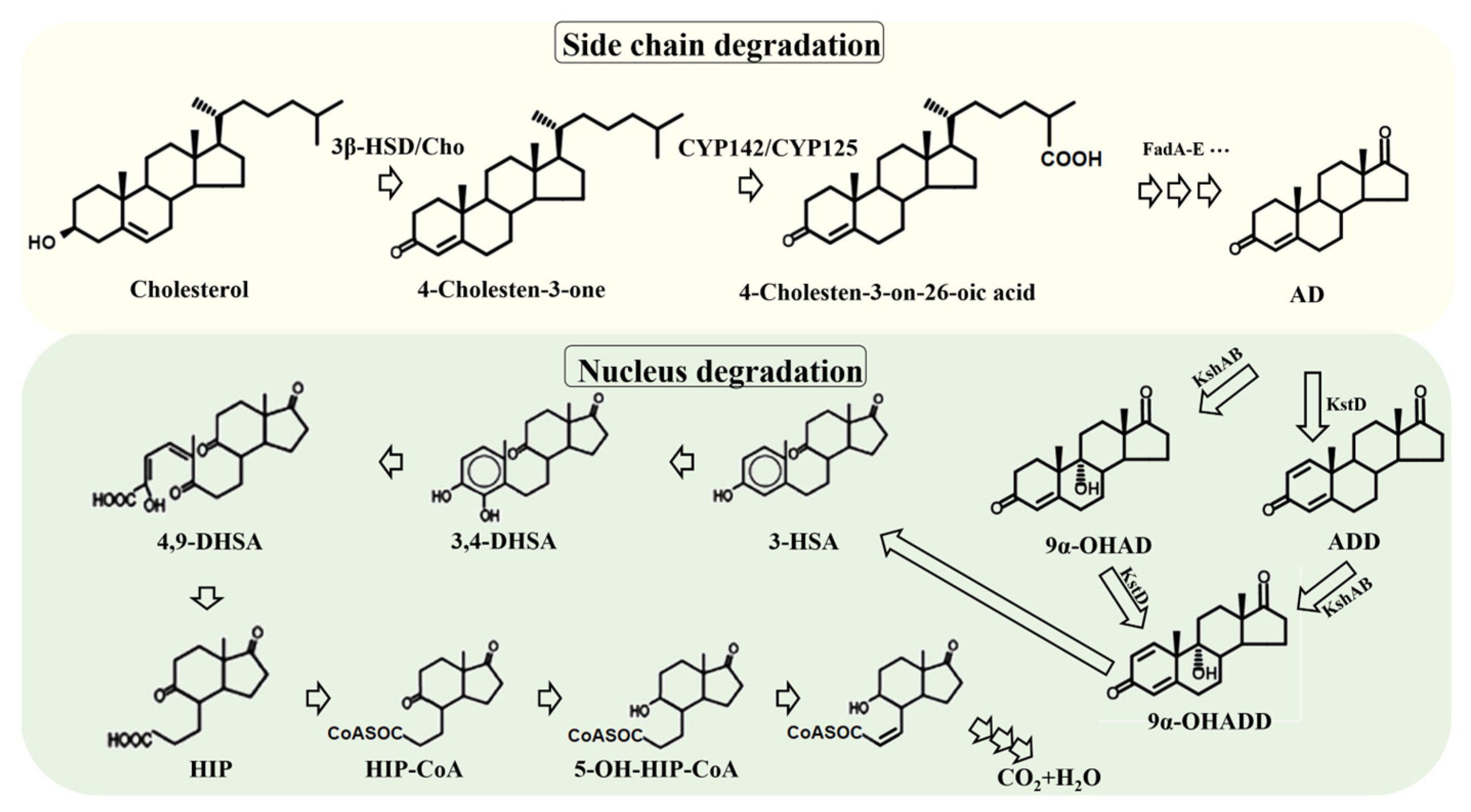 Fermentation 09 00890 g003