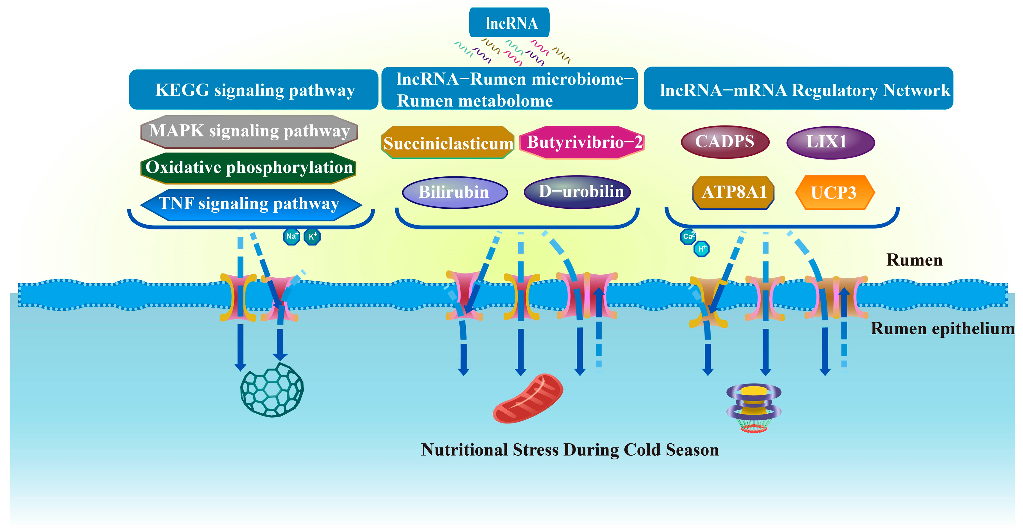 Fermentation 09 00892 g008