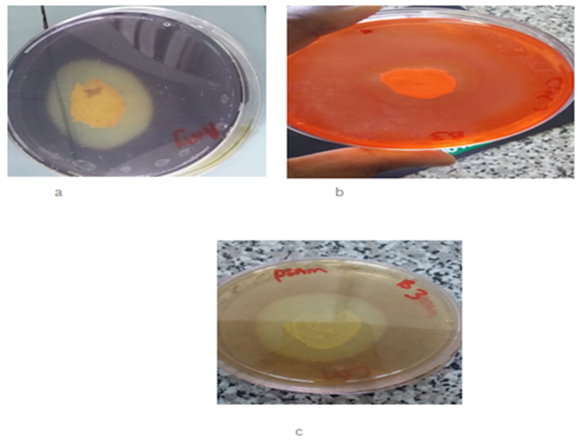 Fermentation 09 00938 g001