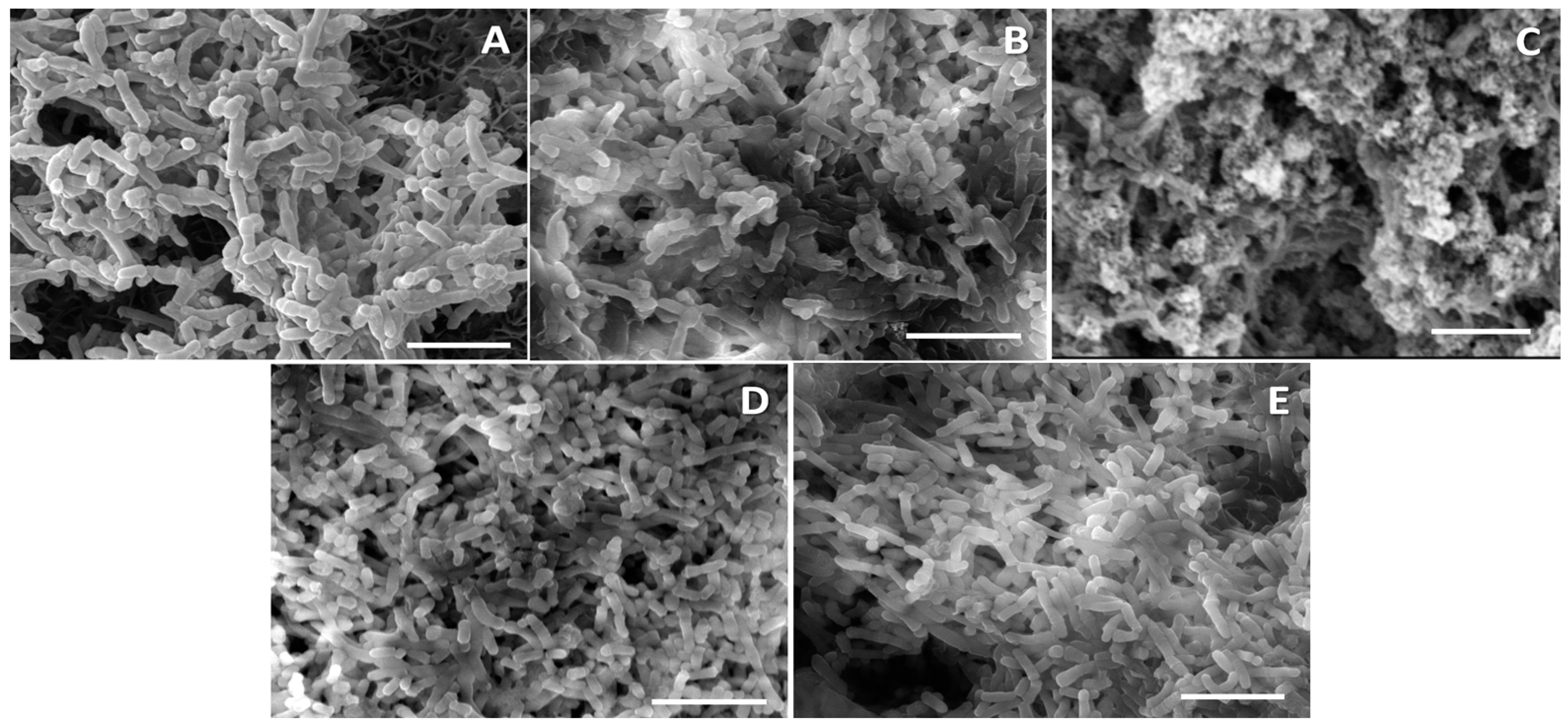 Fermentation 09 00957 g005 Fermentation 09 00957 g005