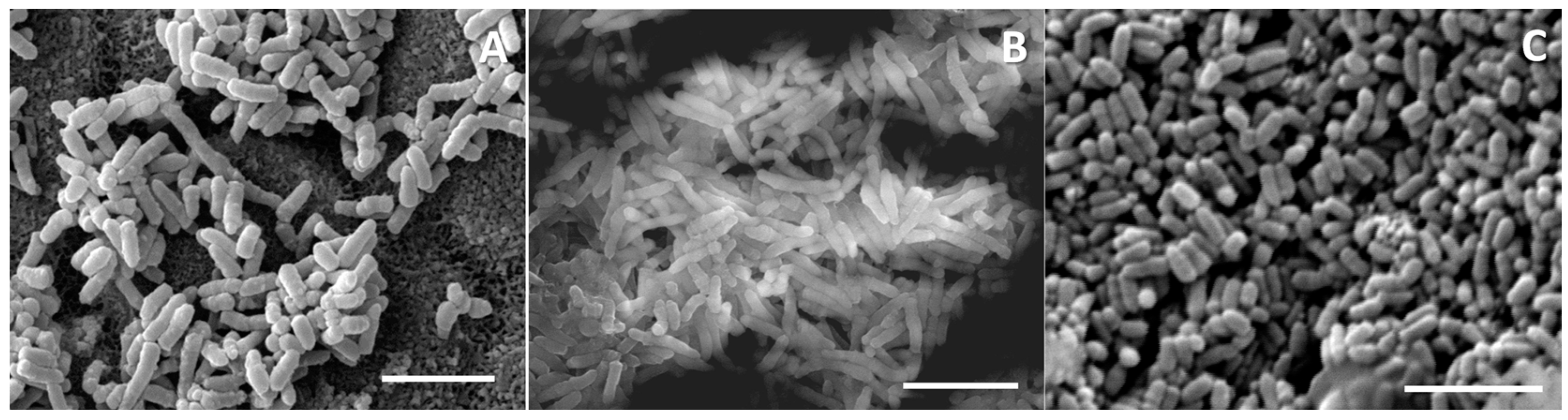 Fermentation 09 00957 g007 Fermentation 09 00957 g007