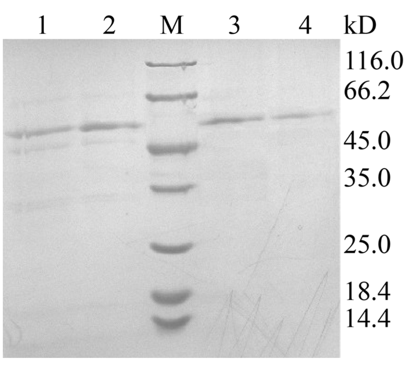 Fermentation 09 00978 g004 Fermentation 09 00978 g004