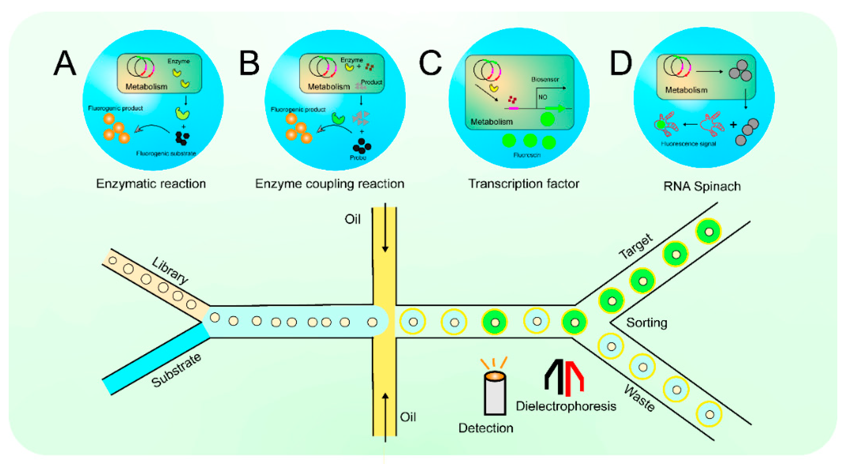 Fermentation 10 00033 g002 Fermentation 10 00033 g002