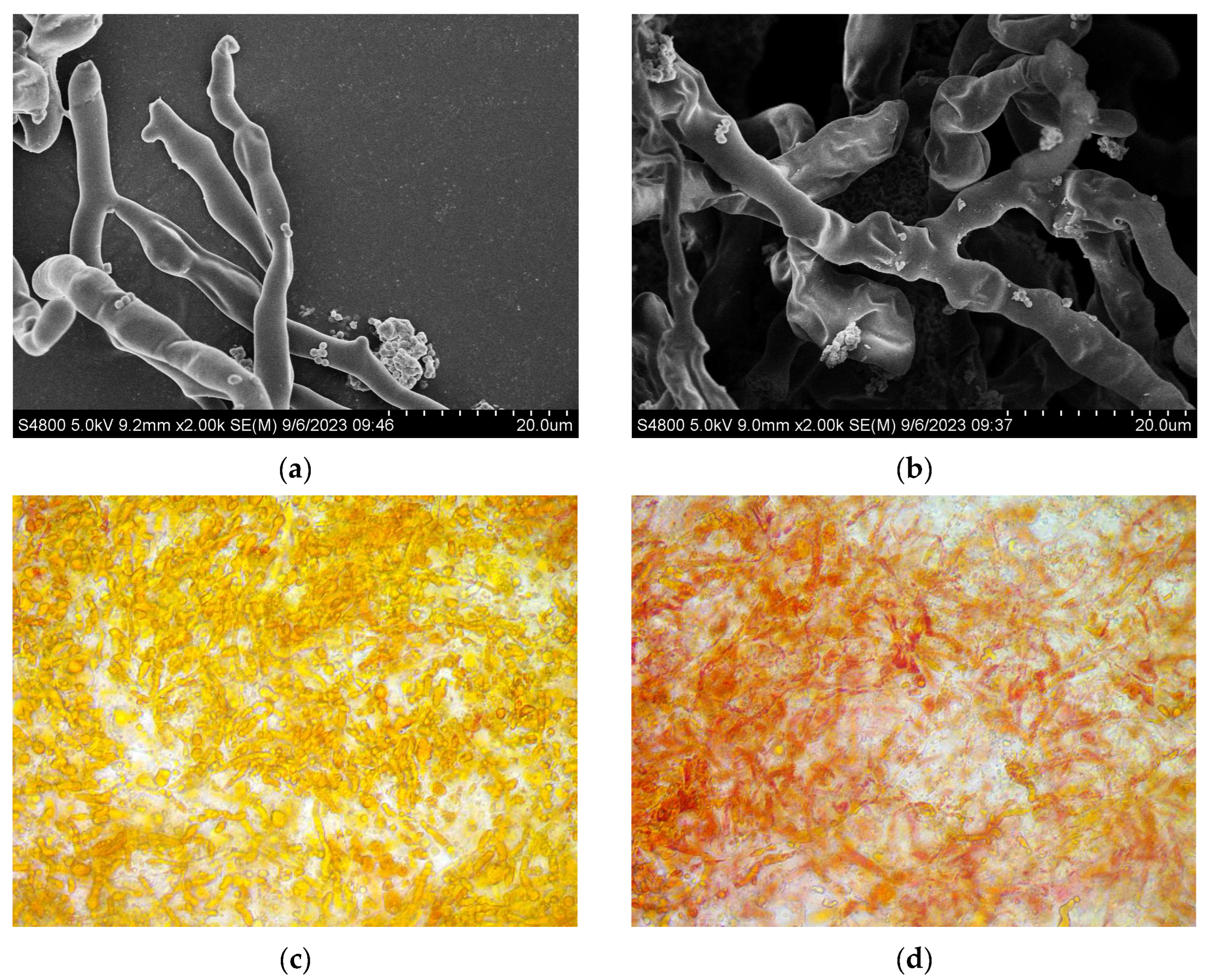 Fermentation 10 00069 g006