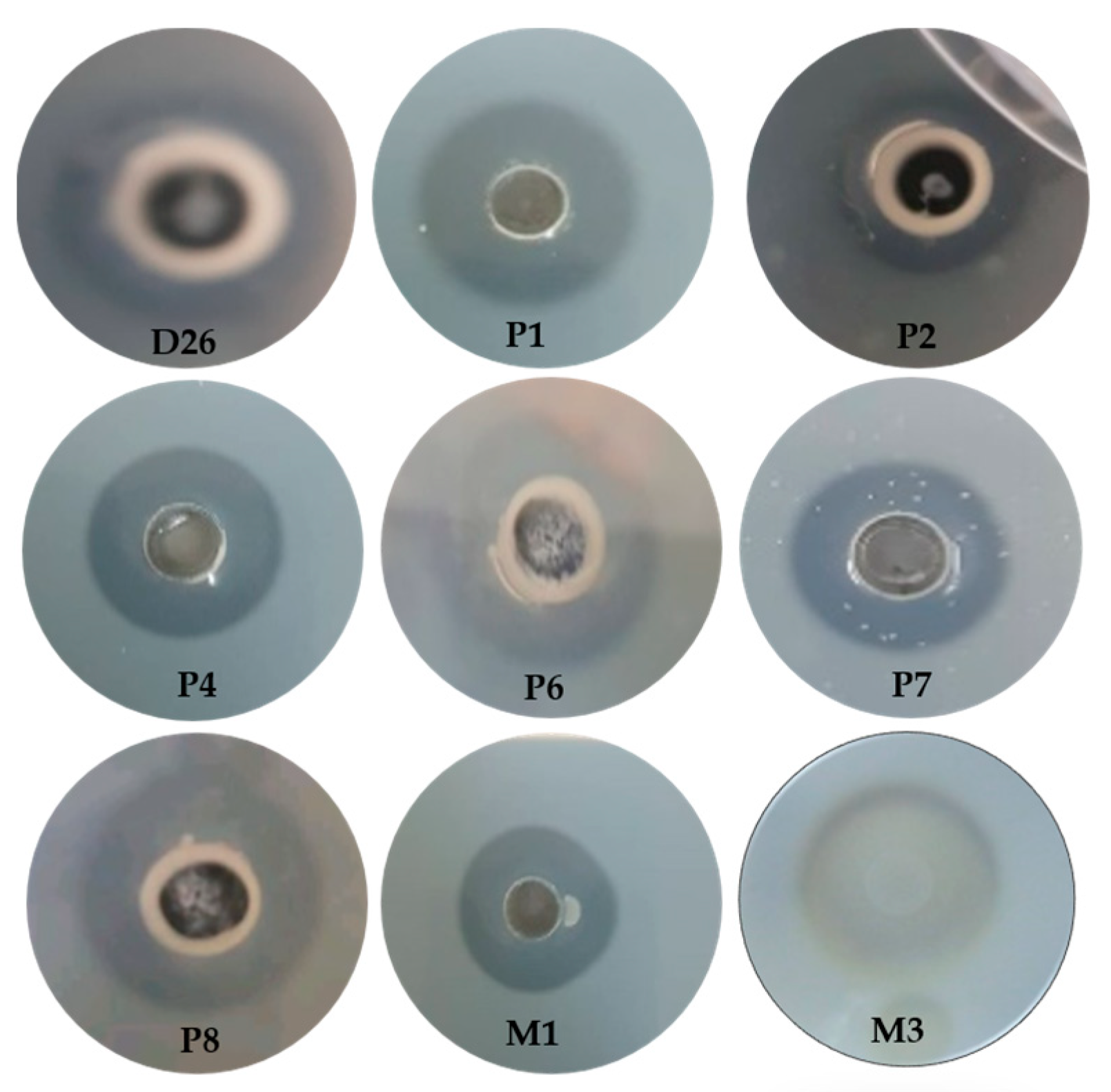 Fermentation 10 00139 g001 Fermentation 10 00139 g001