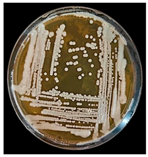 Fermentation 10 00139 i002 Fermentation 10 00139 i002