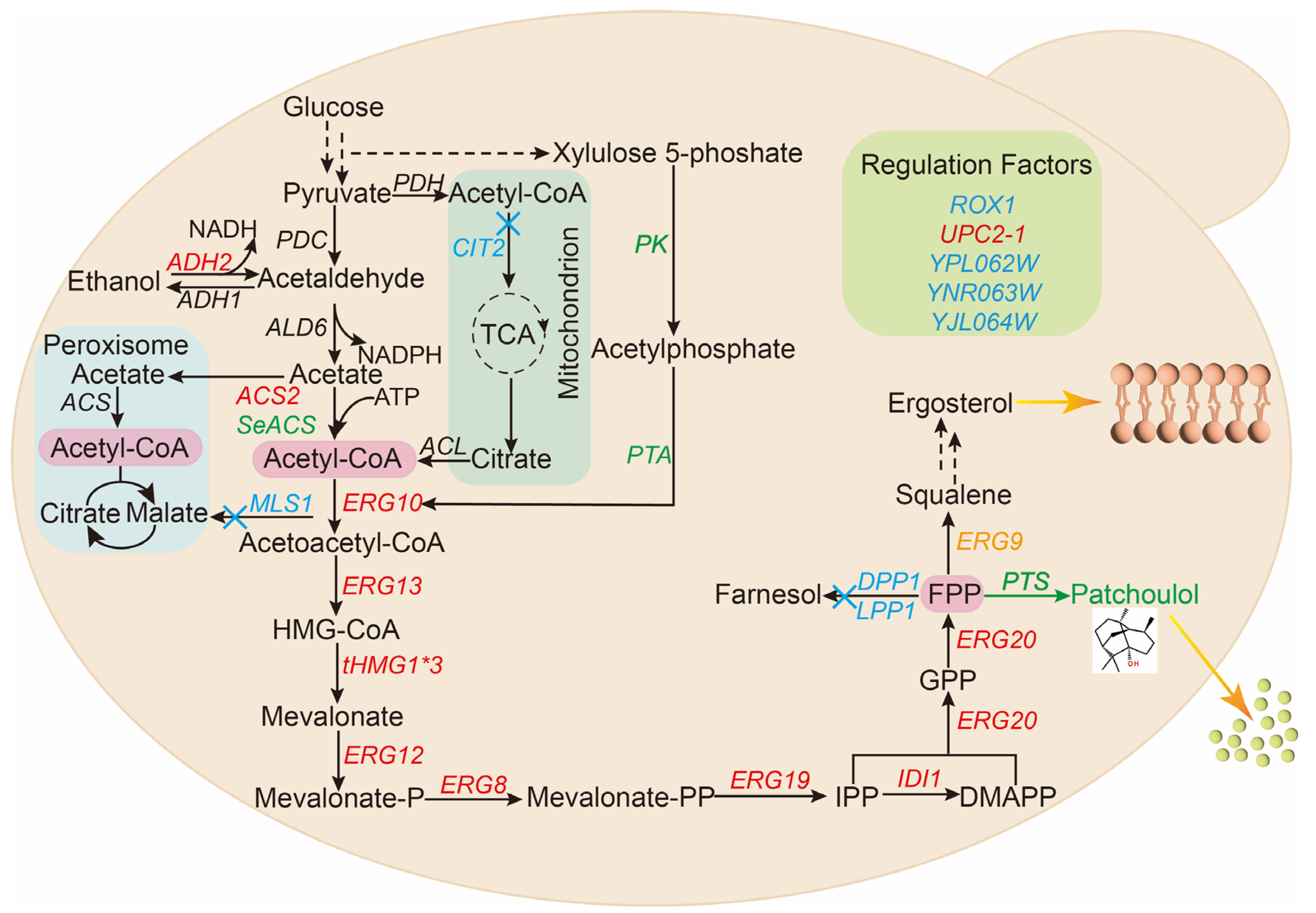 Fermentation 10 00211 g001 Fermentation 10 00211 g001