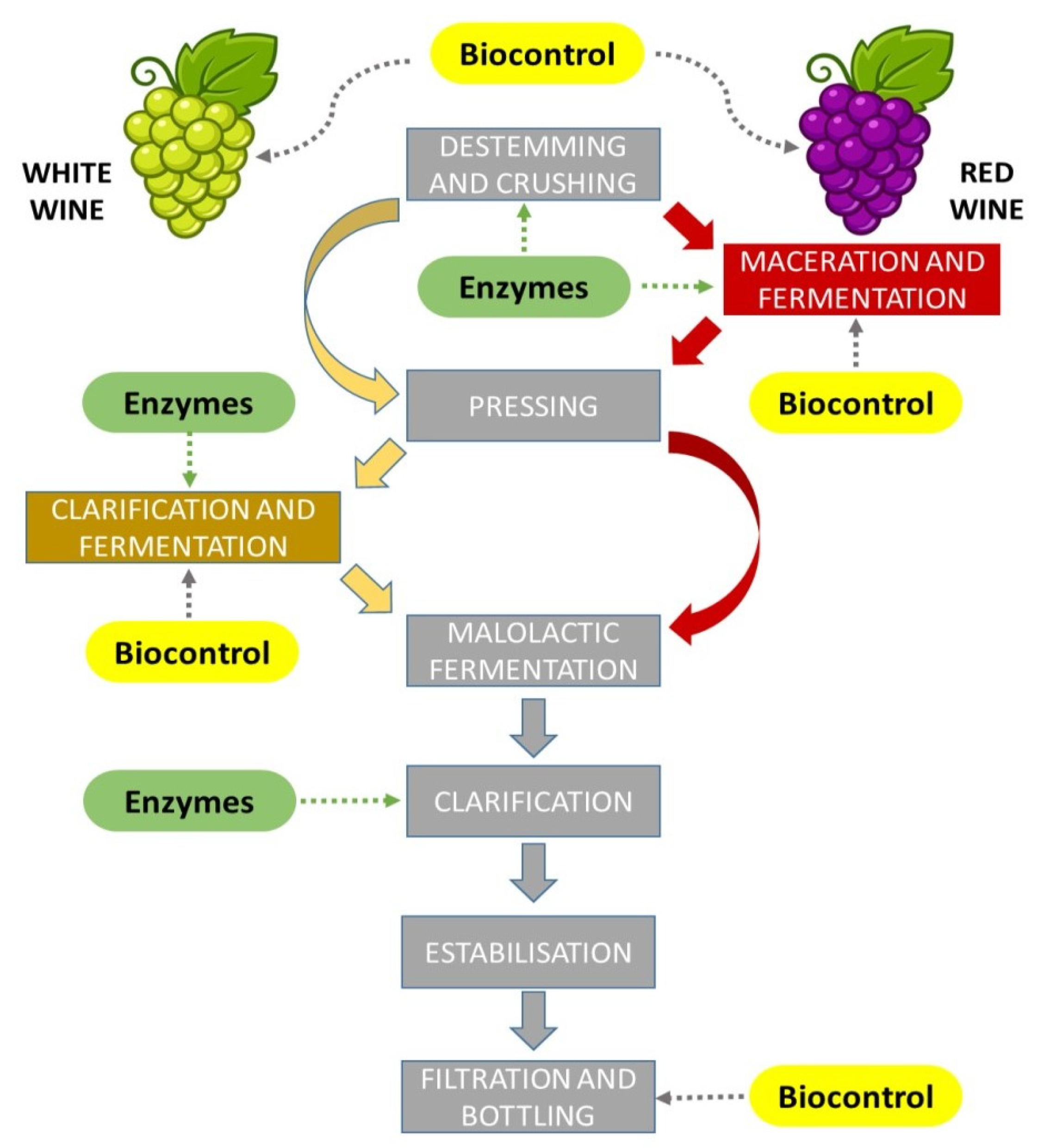 Fermentation 10 00218 g001 Fermentation 10 00218 g001