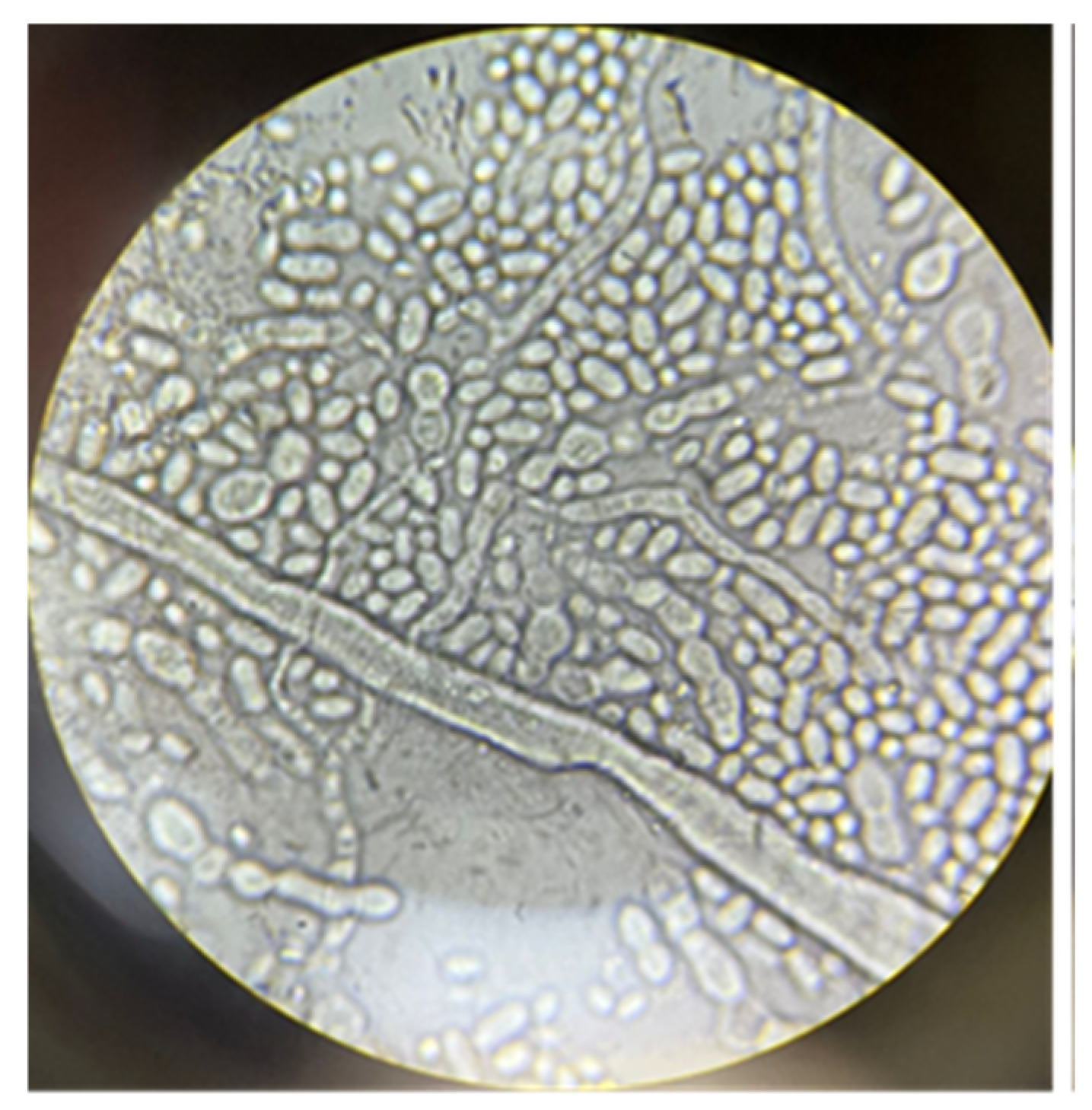 Fermentation 10 00322 g001