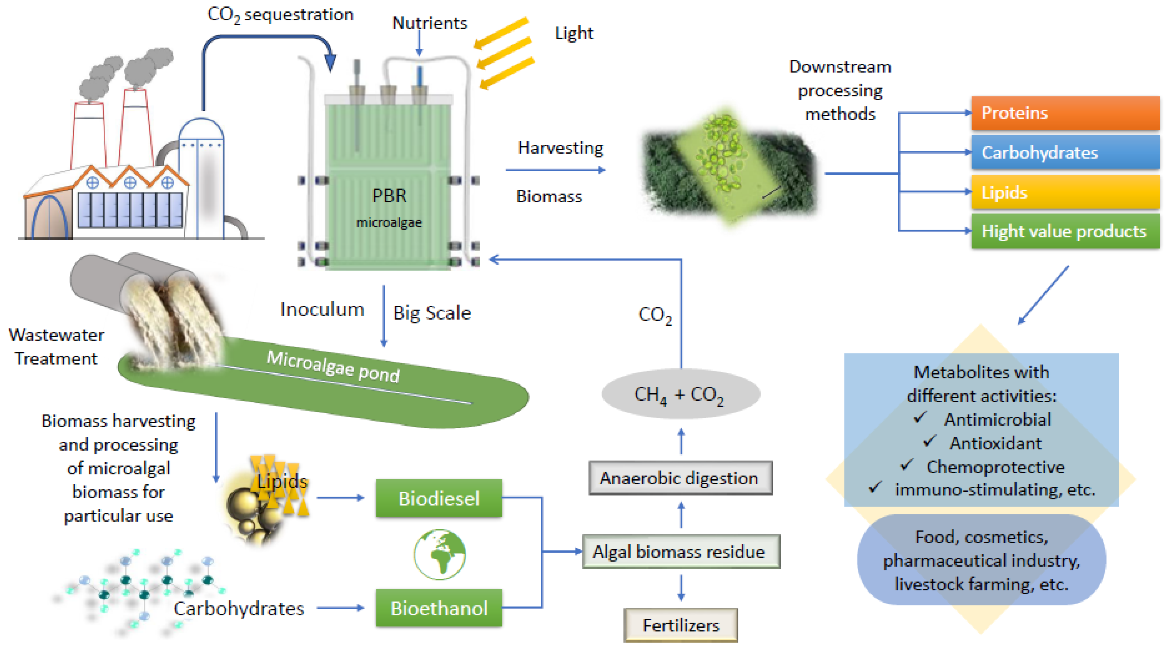 Fermentation 10 00341 g001 Fermentation 10 00341 g001