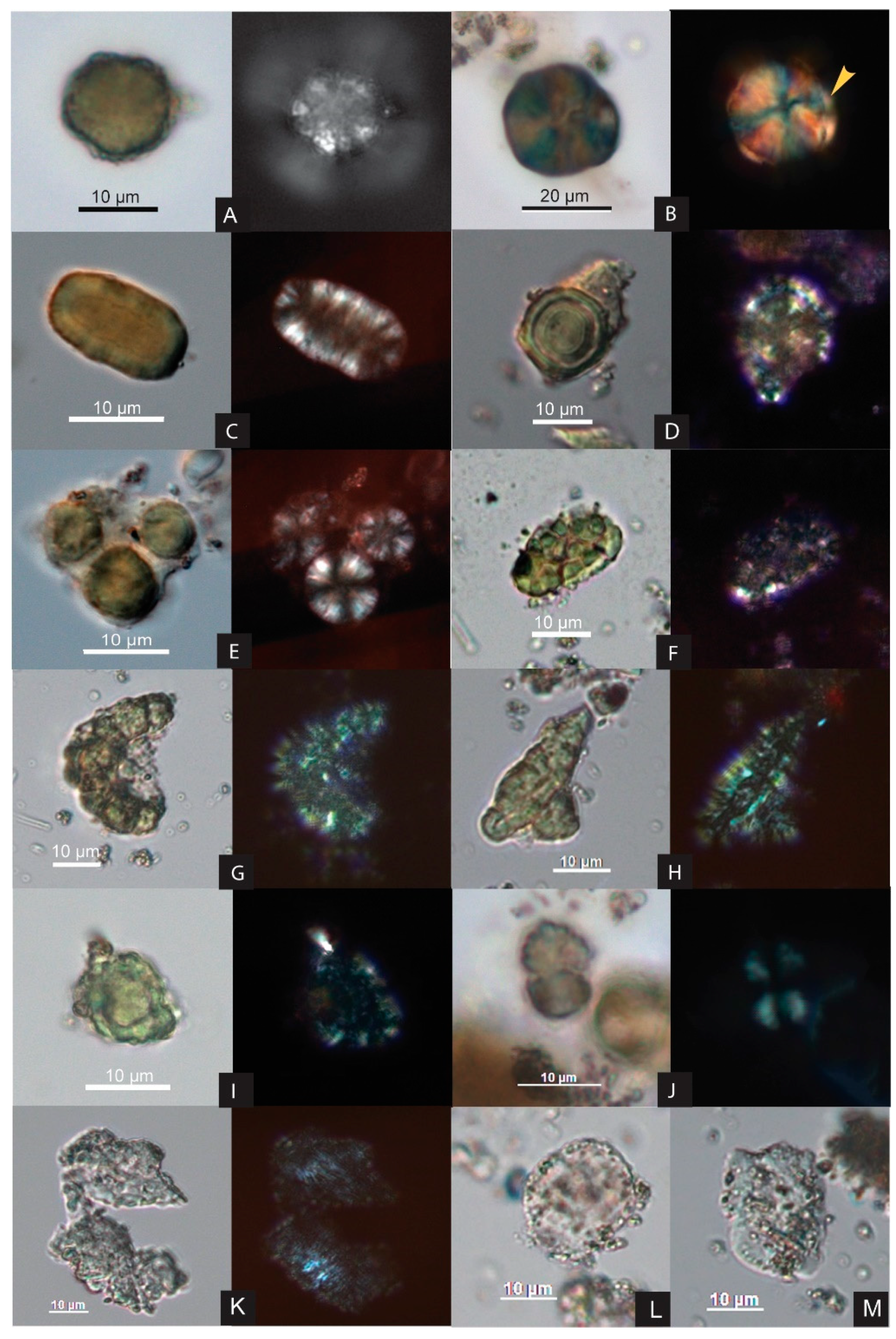 Fermentation 10 00365 g002 Fermentation 10 00365 g002