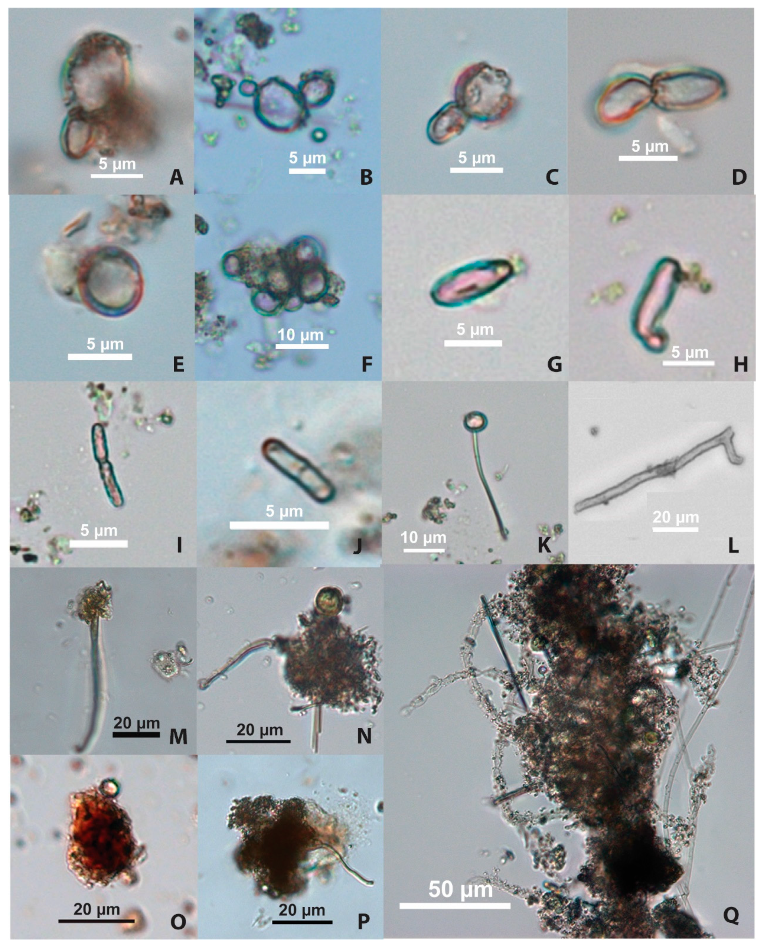 Fermentation 10 00365 g003 Fermentation 10 00365 g003