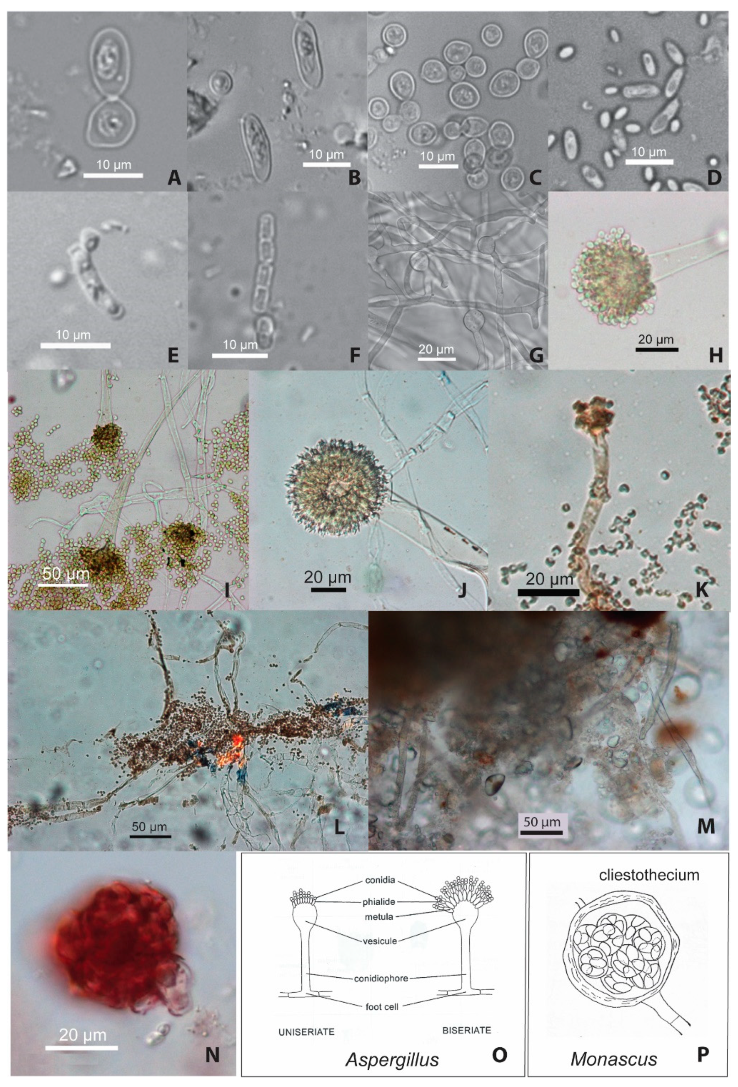 Fermentation 10 00365 g004 Fermentation 10 00365 g004