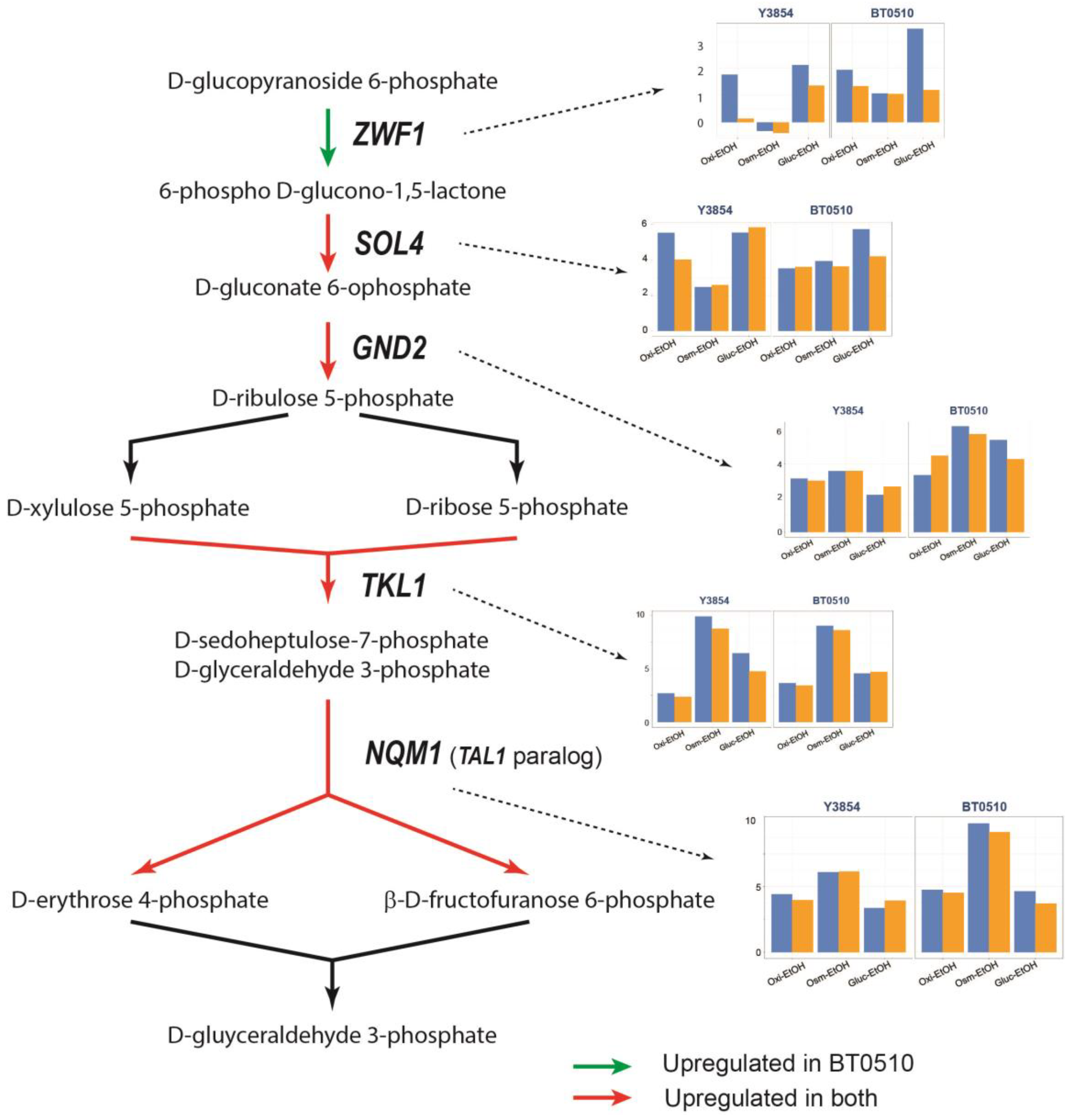 Fermentation 10 00395 g006 Fermentation 10 00395 g006