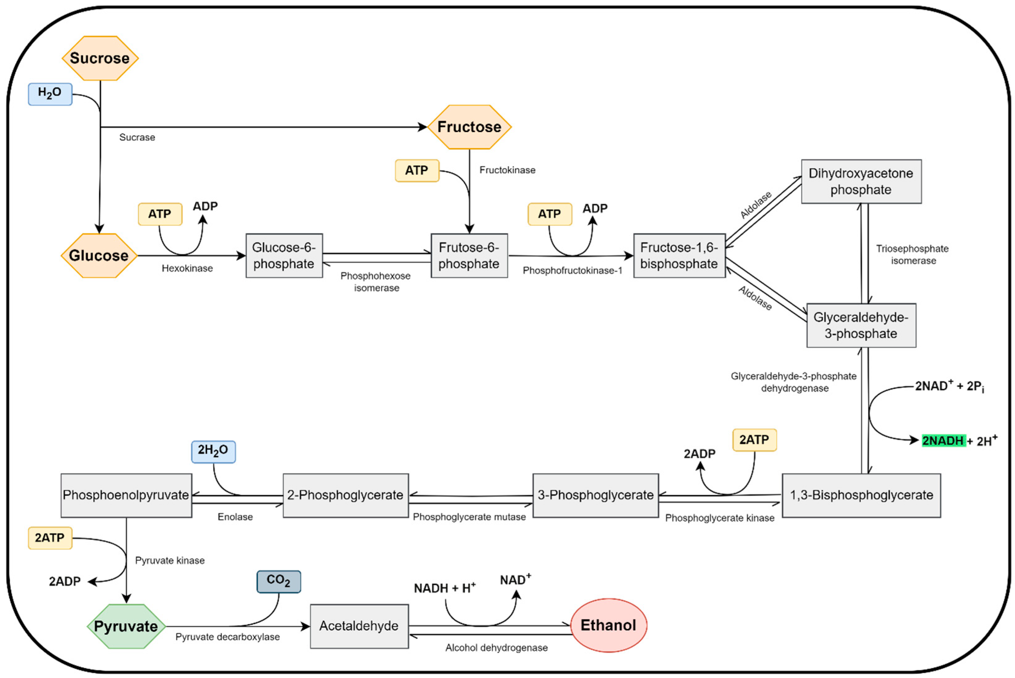 Fermentation 10 00421 g001