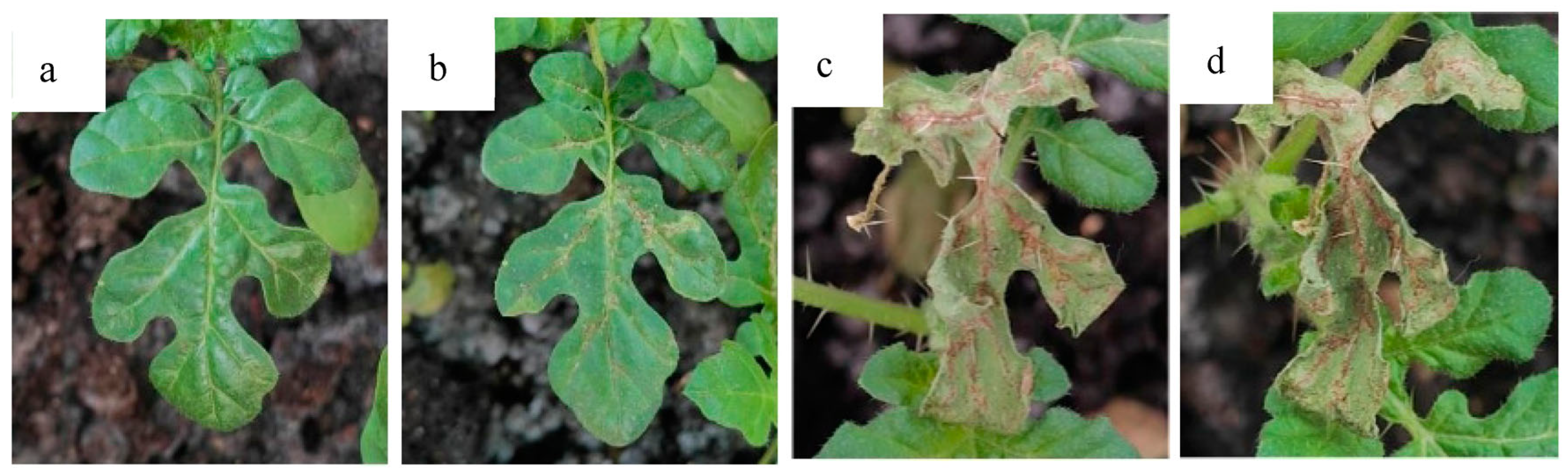 Fermentation 10 00424 g004 Fermentation 10 00424 g004