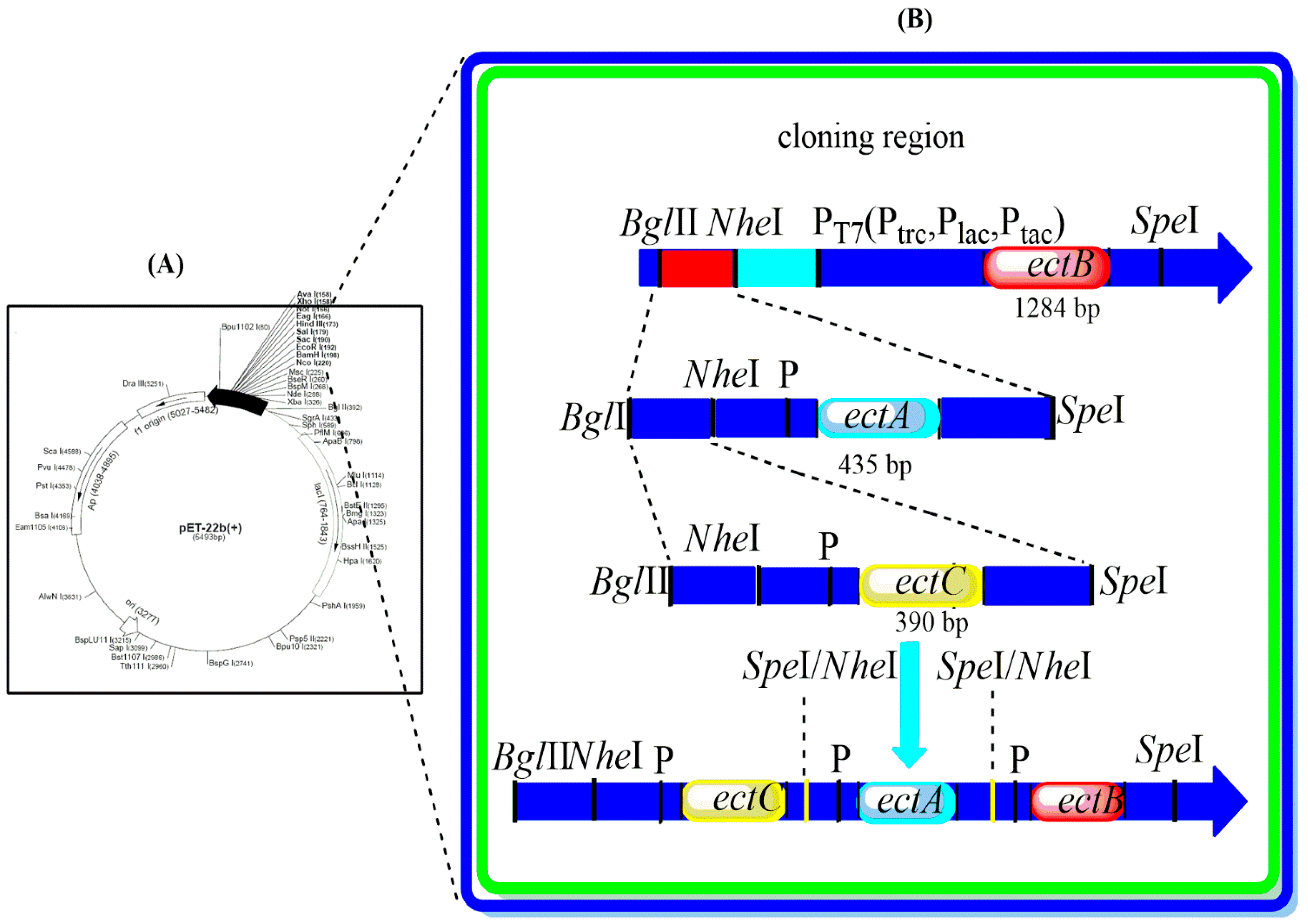 Fermentation 10 00450 g001