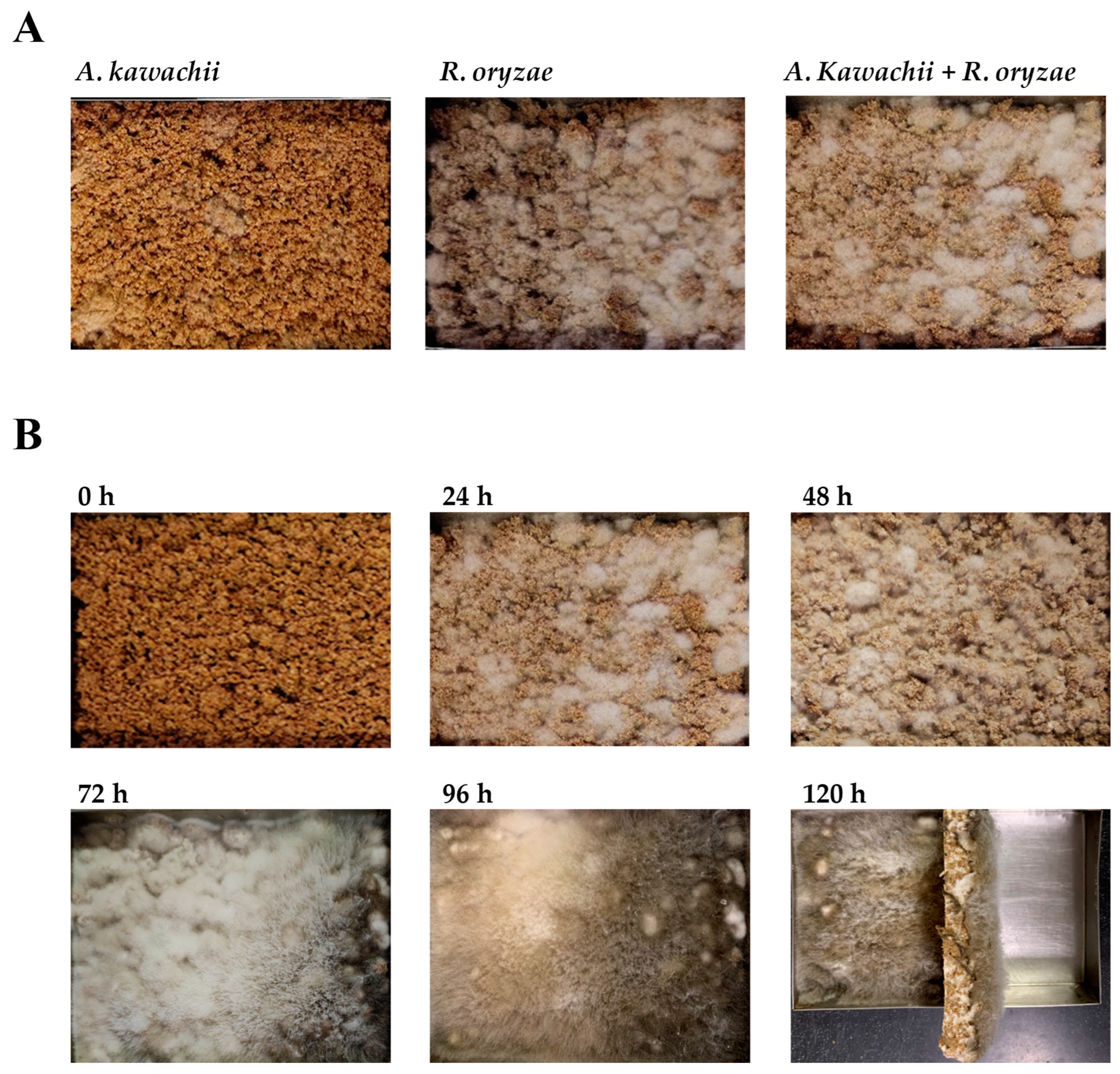 Fermentation 10 00457 g001