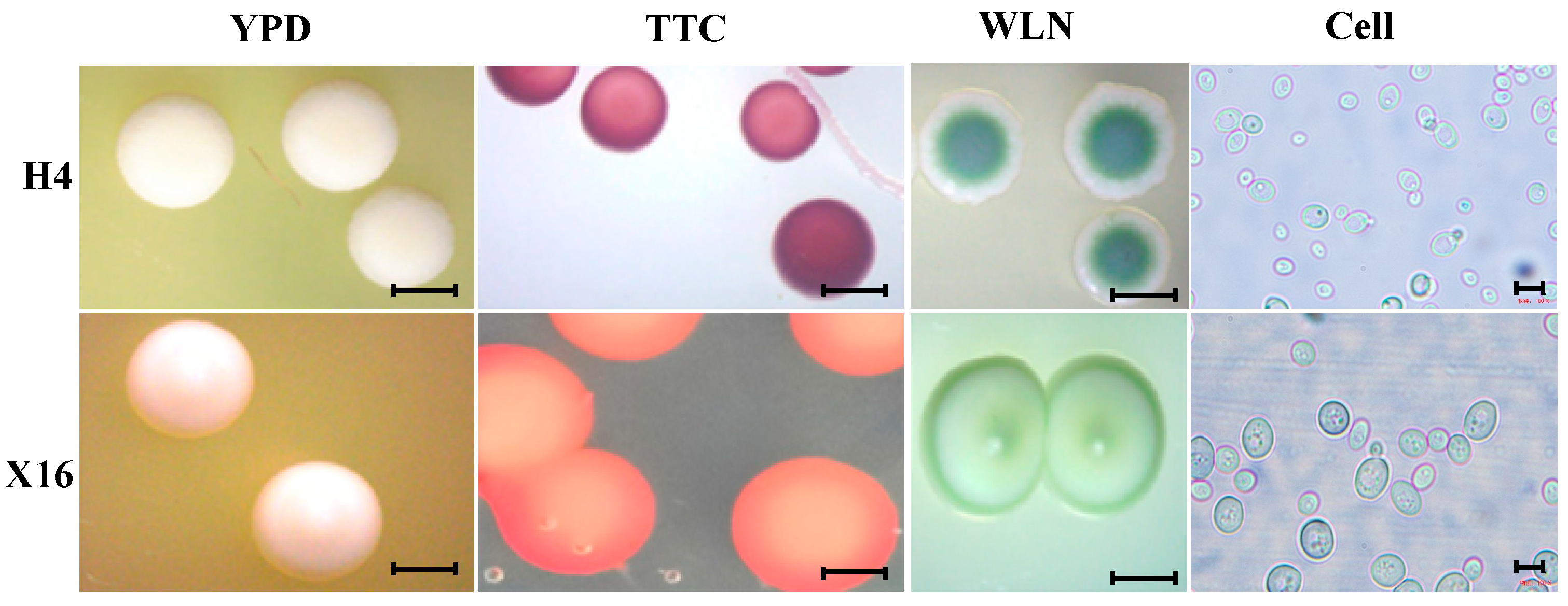Fermentation 10 00563 g001