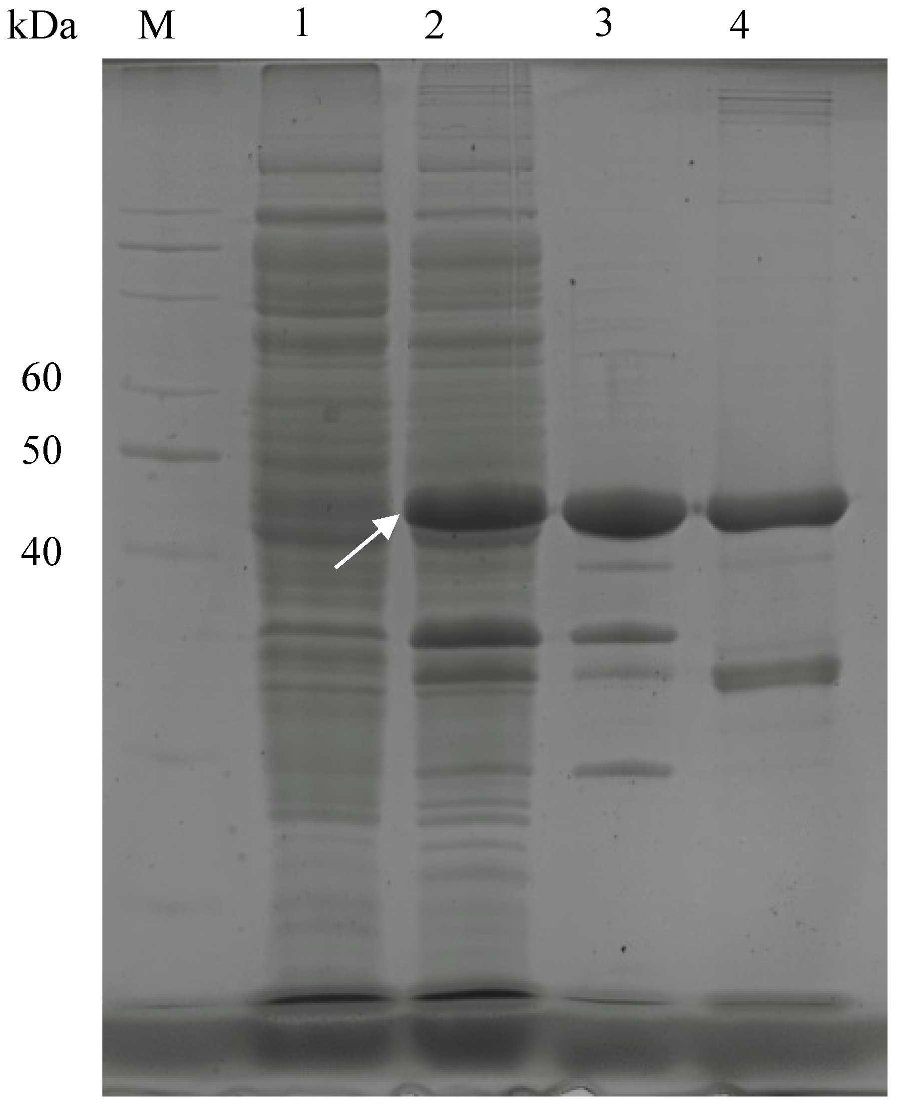 Fermentation 10 00574 g002 Fermentation 10 00574 g002