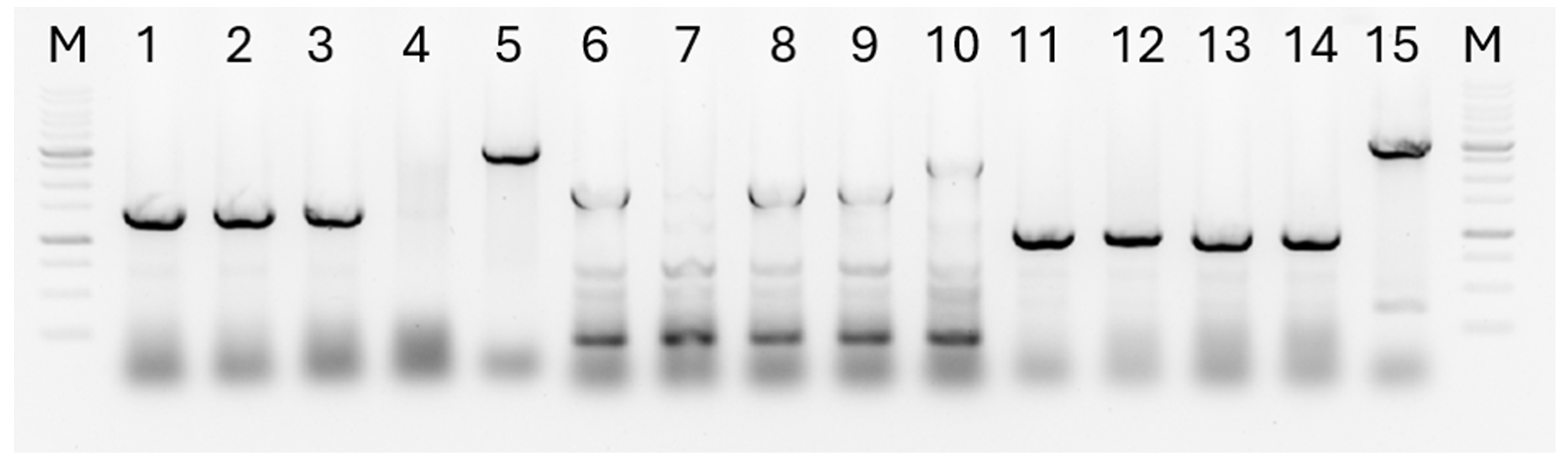 Fermentation 10 00606 g001
