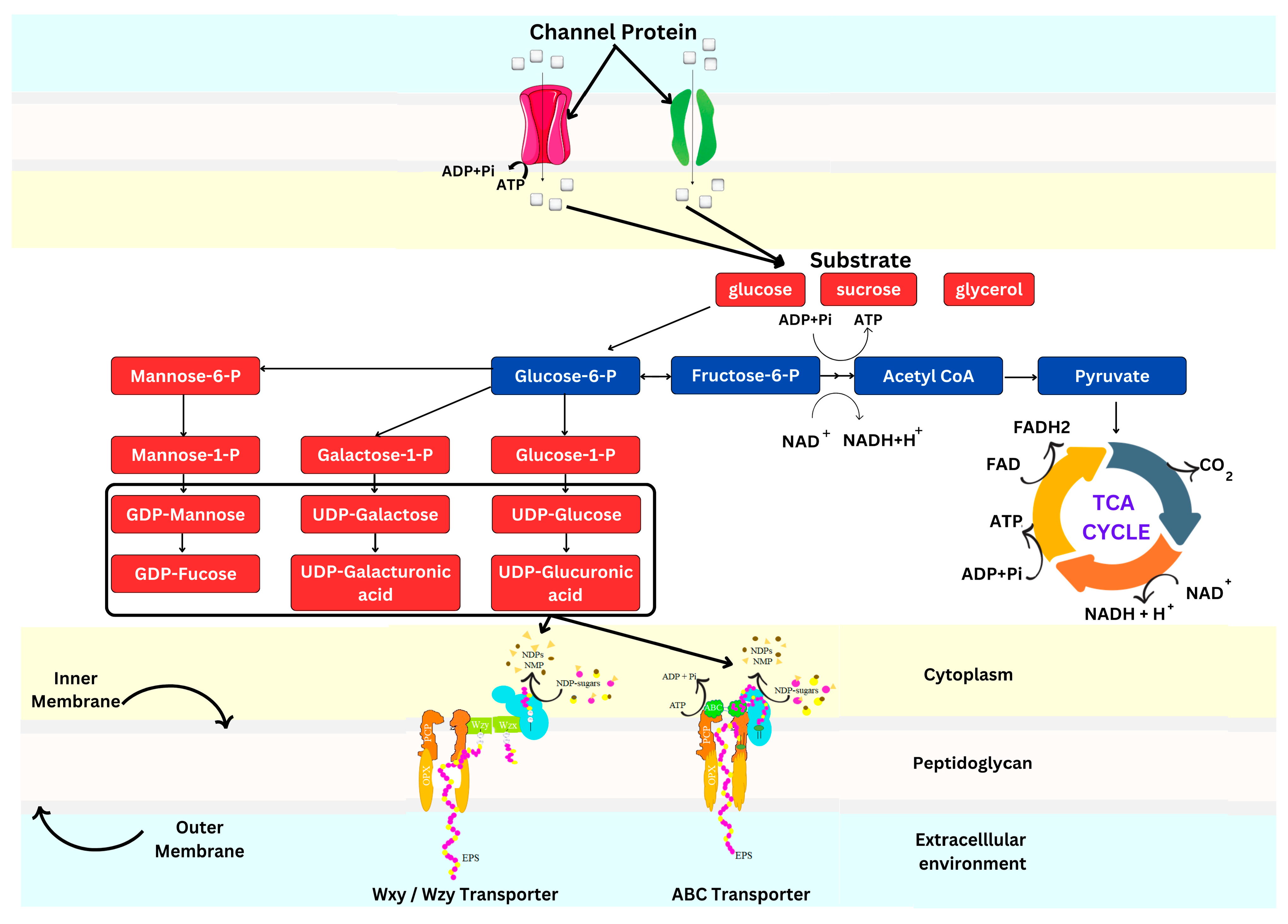 Fermentation 11 00016 g001 Fermentation 11 00016 g001