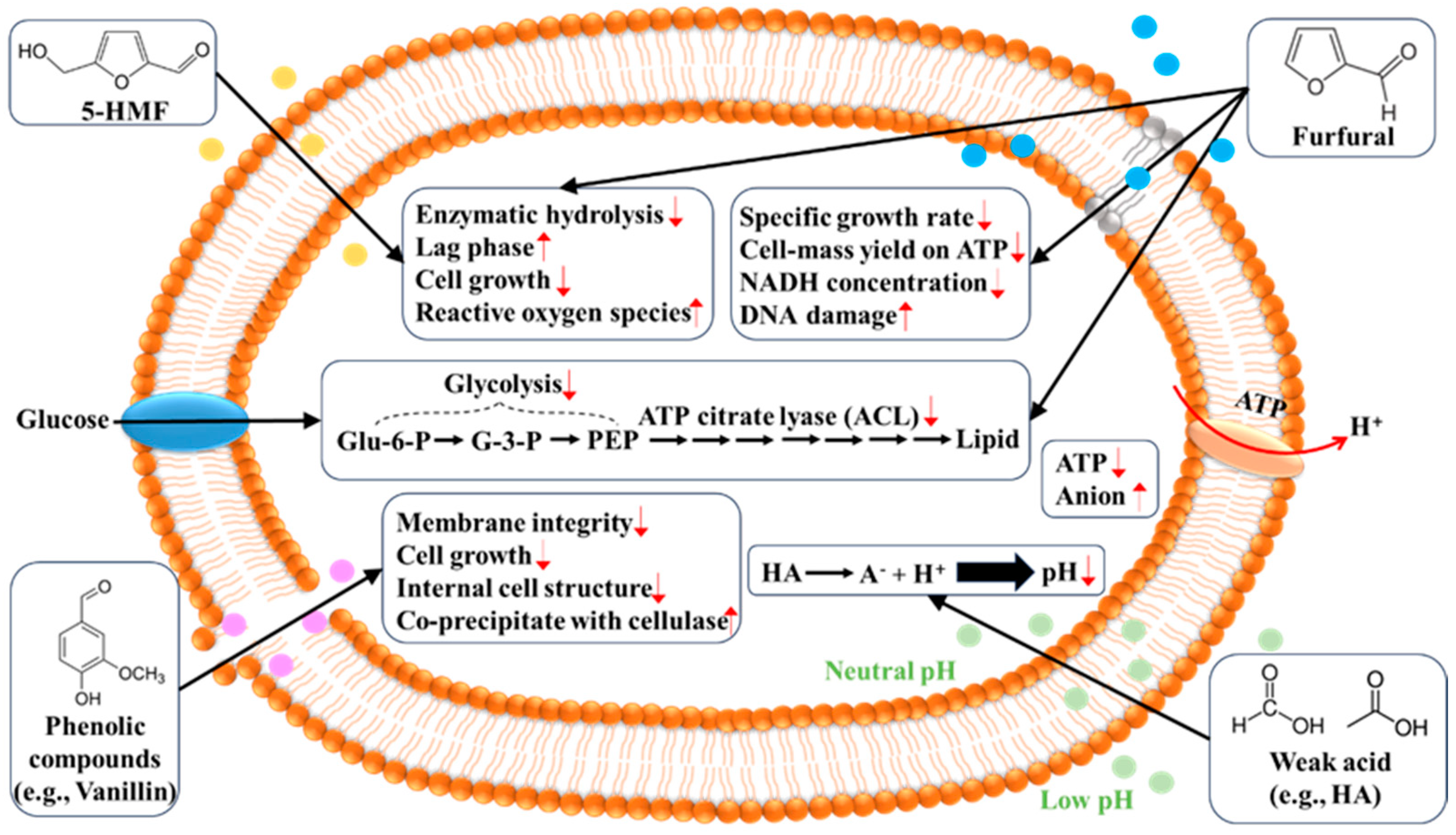 Fermentation 11 00121 g002