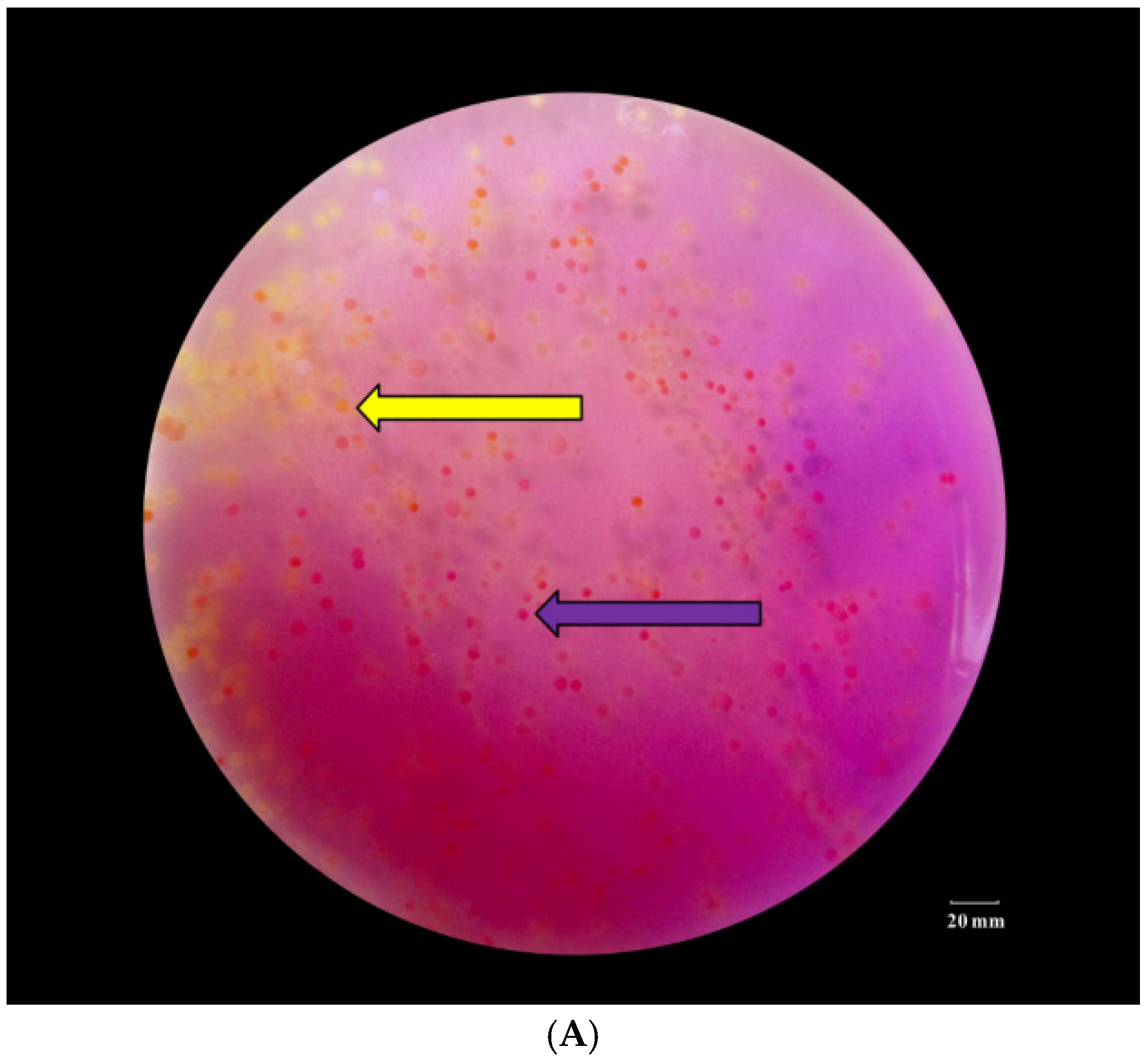 Fermentation 11 00129 g001a