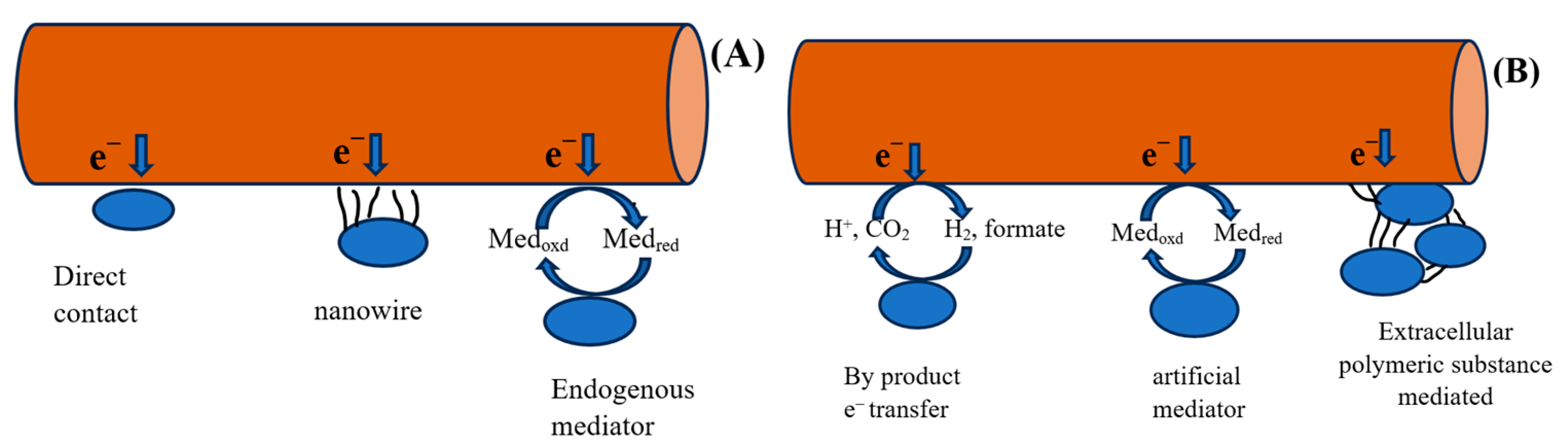 Fermentation 11 00219 g001