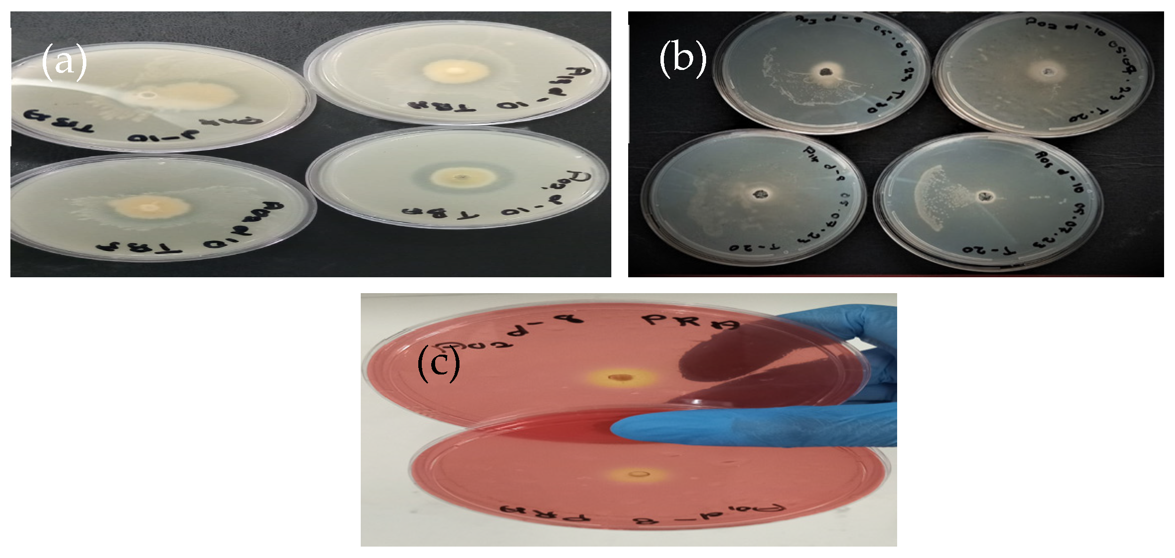Fermentation 11 00225 g001