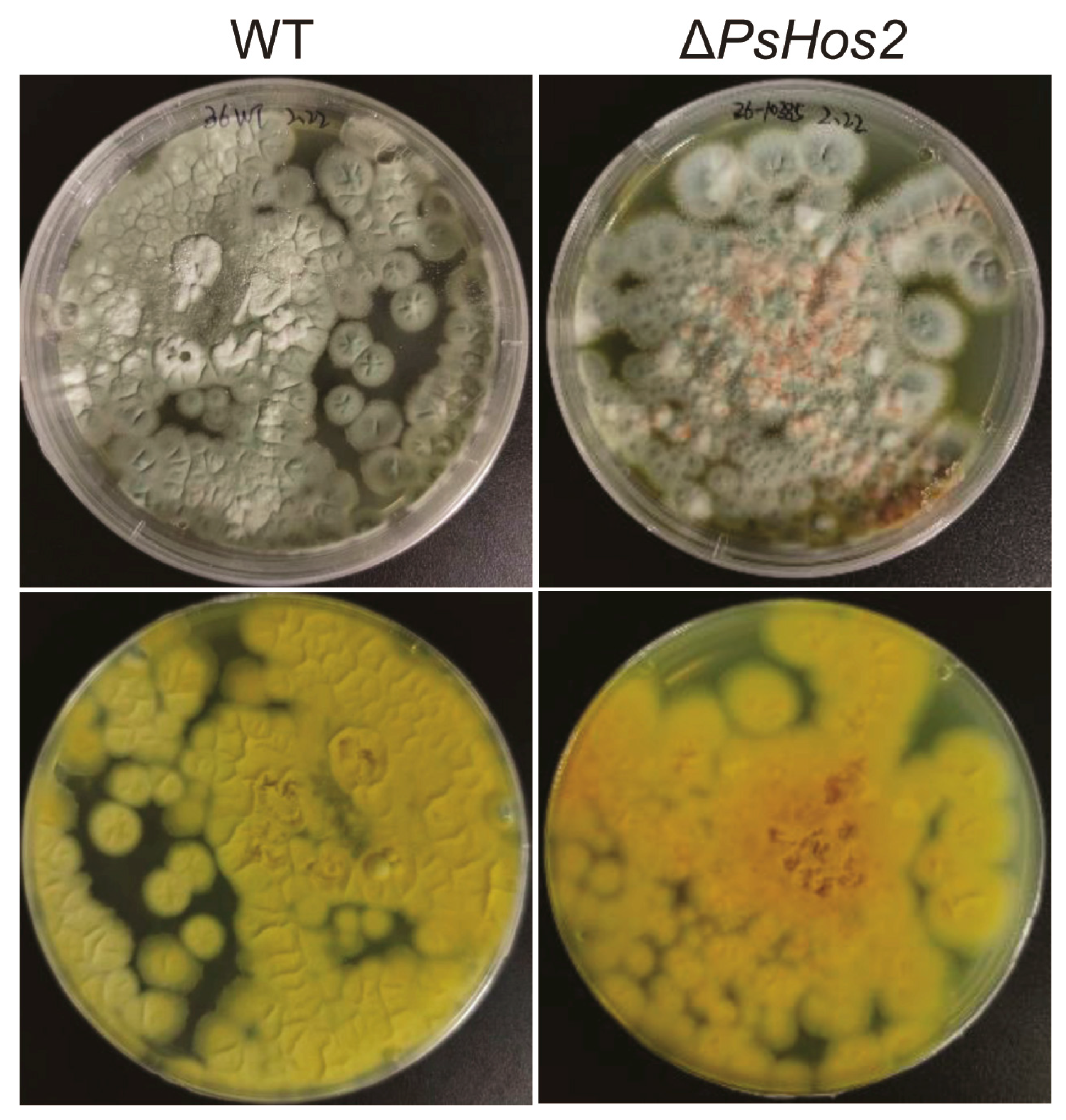 Fermentation 11 00230 g002