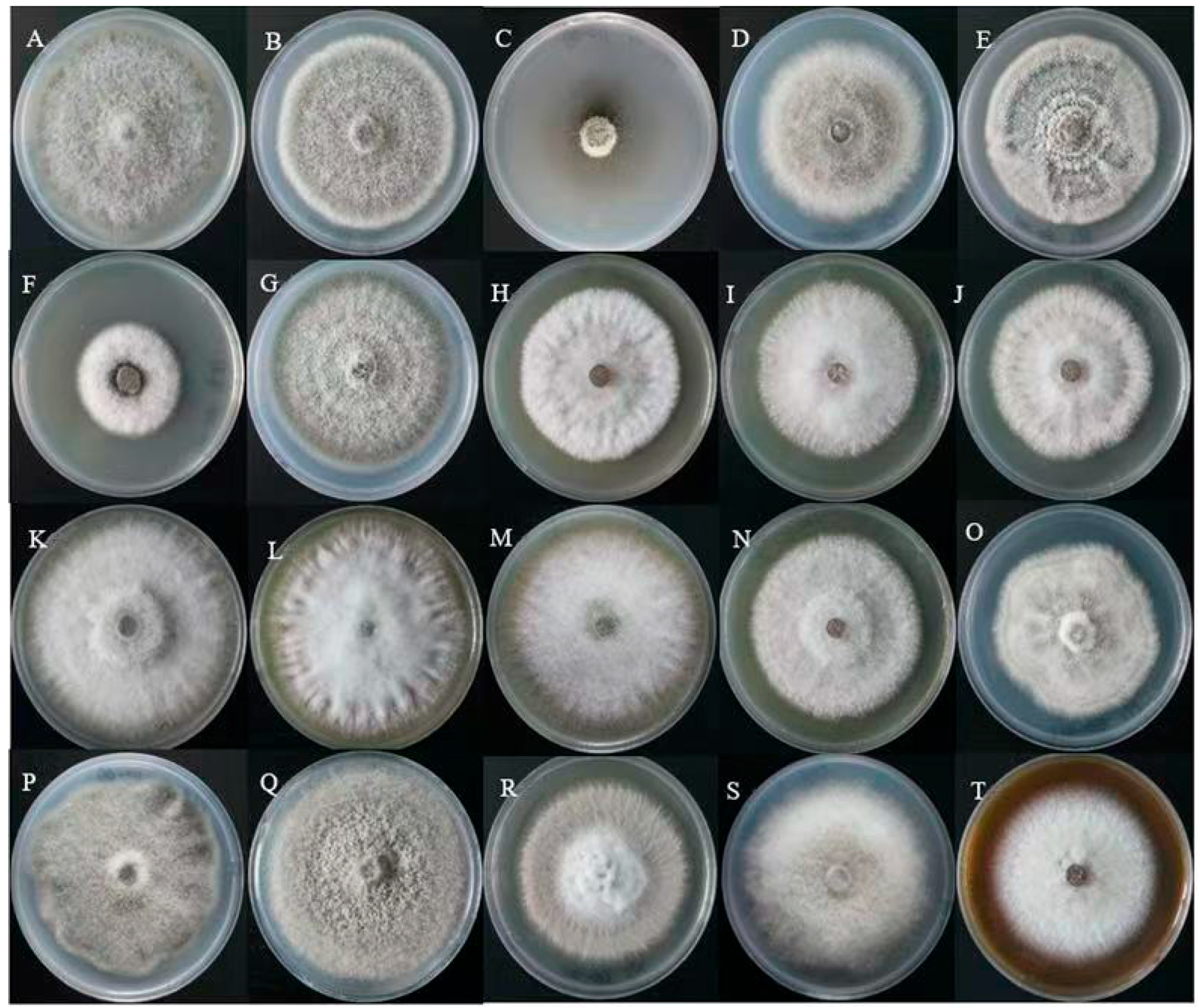 Fermentation 11 00582 g002 Fermentation 11 00582 g002