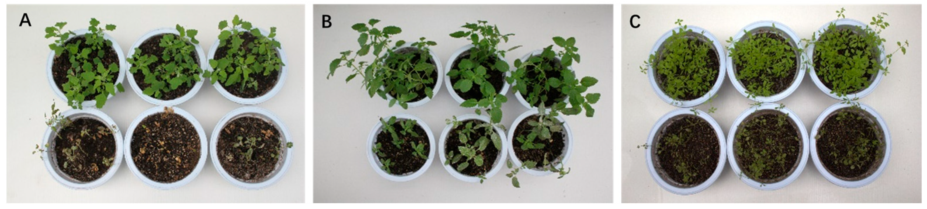 Fermentation 11 00582 g003 Fermentation 11 00582 g003