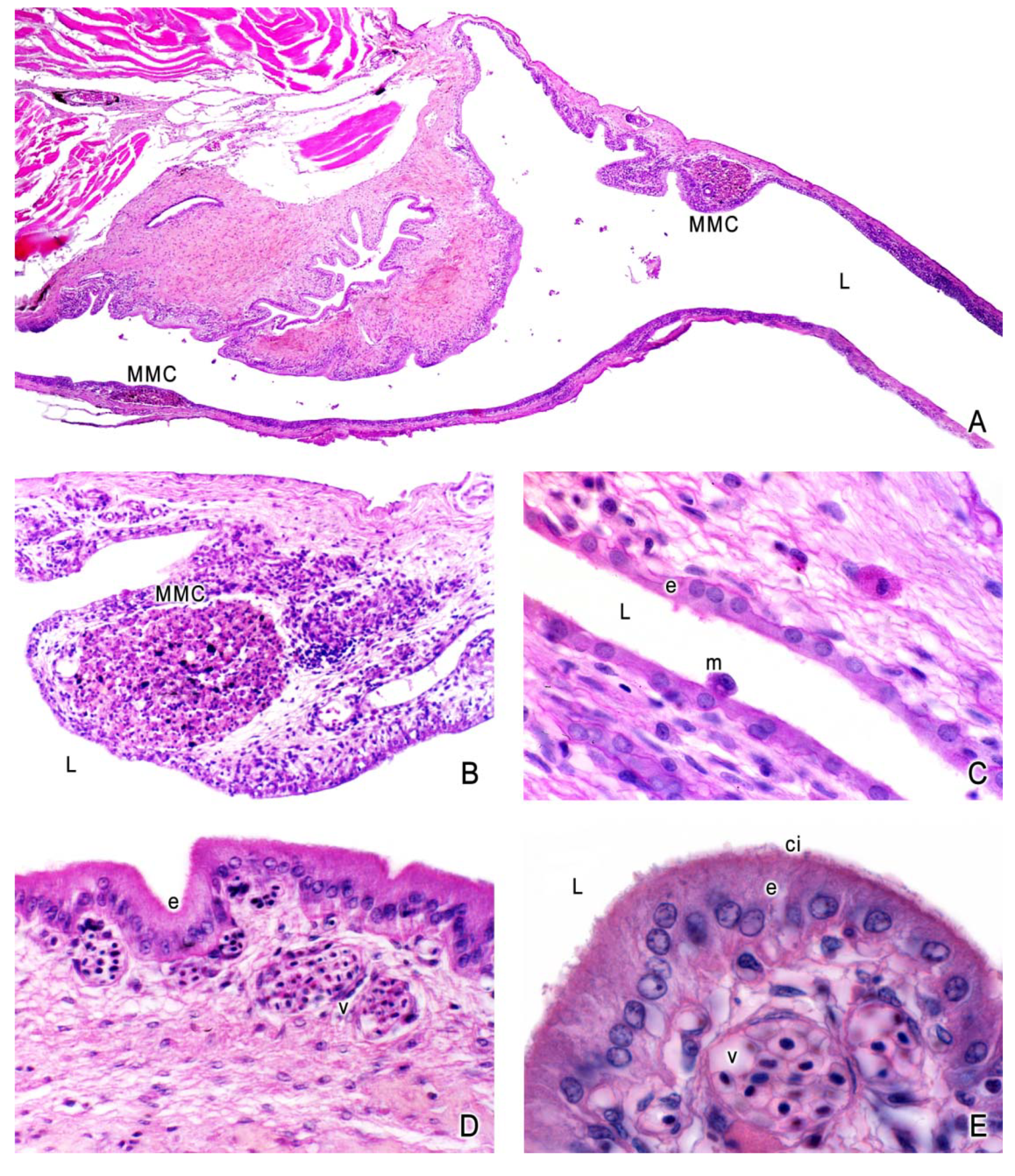 Fishes 04 00035 g002