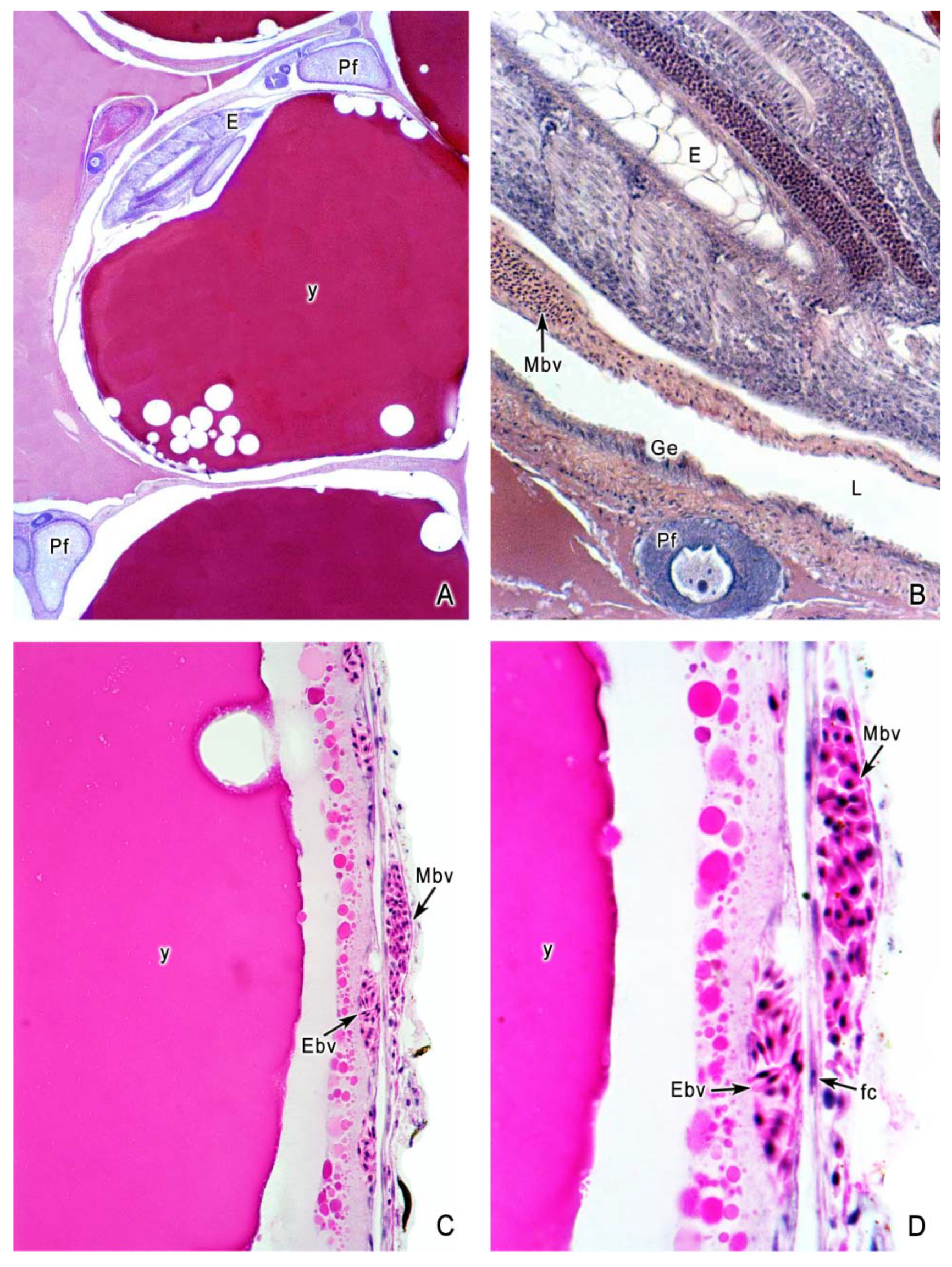 Fishes 04 00035 g006