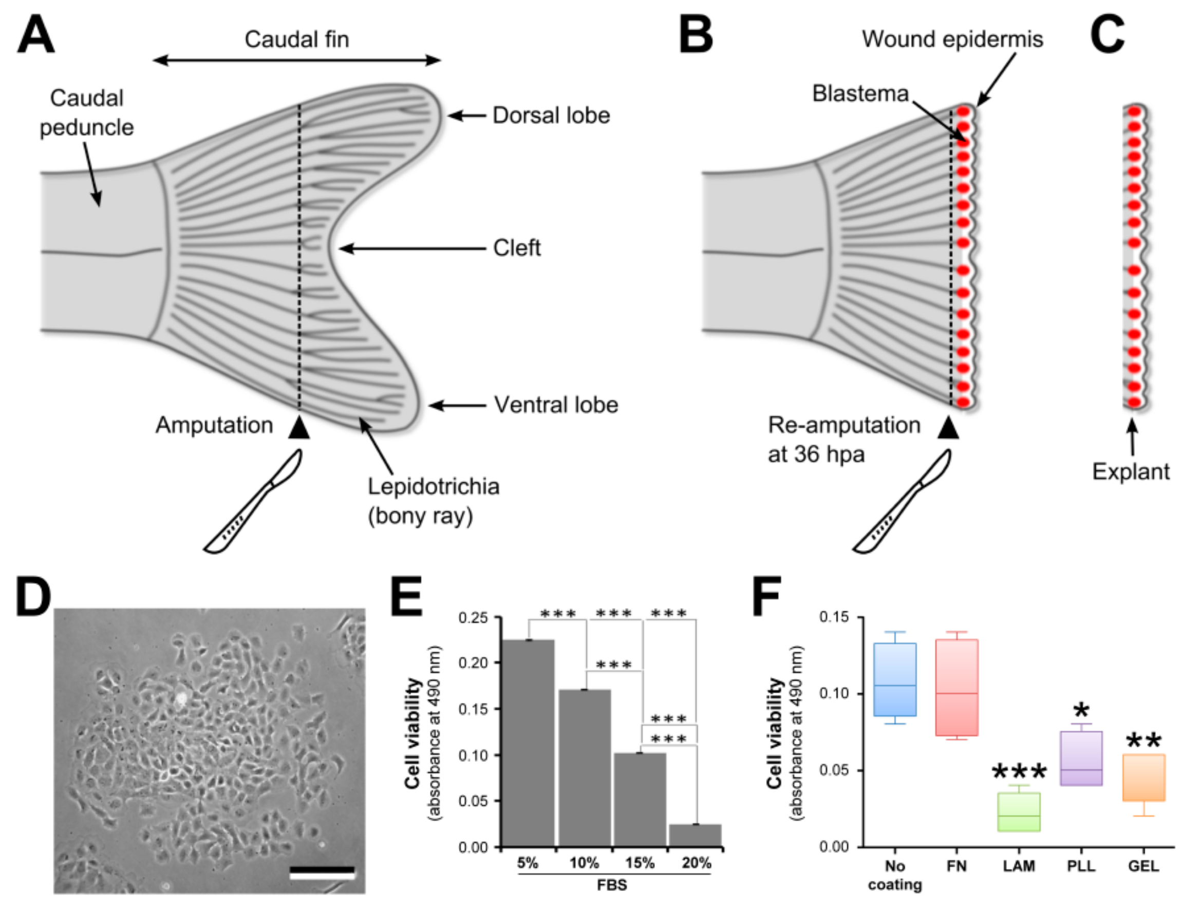 Fishes Free FullText Isolation, Culture, and Differentiation of