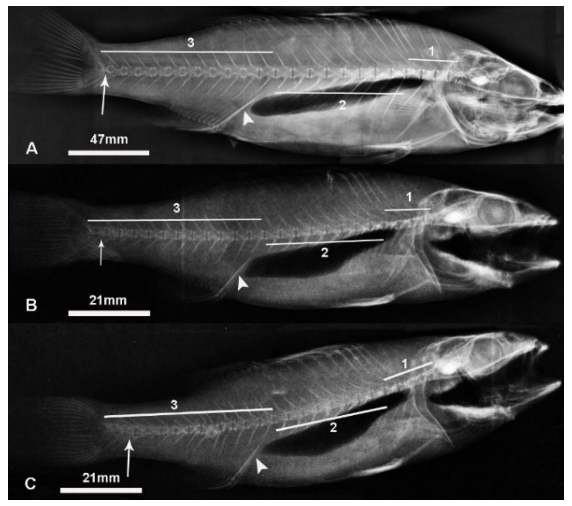 Fishes | Free Full-Text | Vertebrae Morphometric Measurement and Ca/P  Levels of Different Age European Seabass (Dicentrarchus labrax)