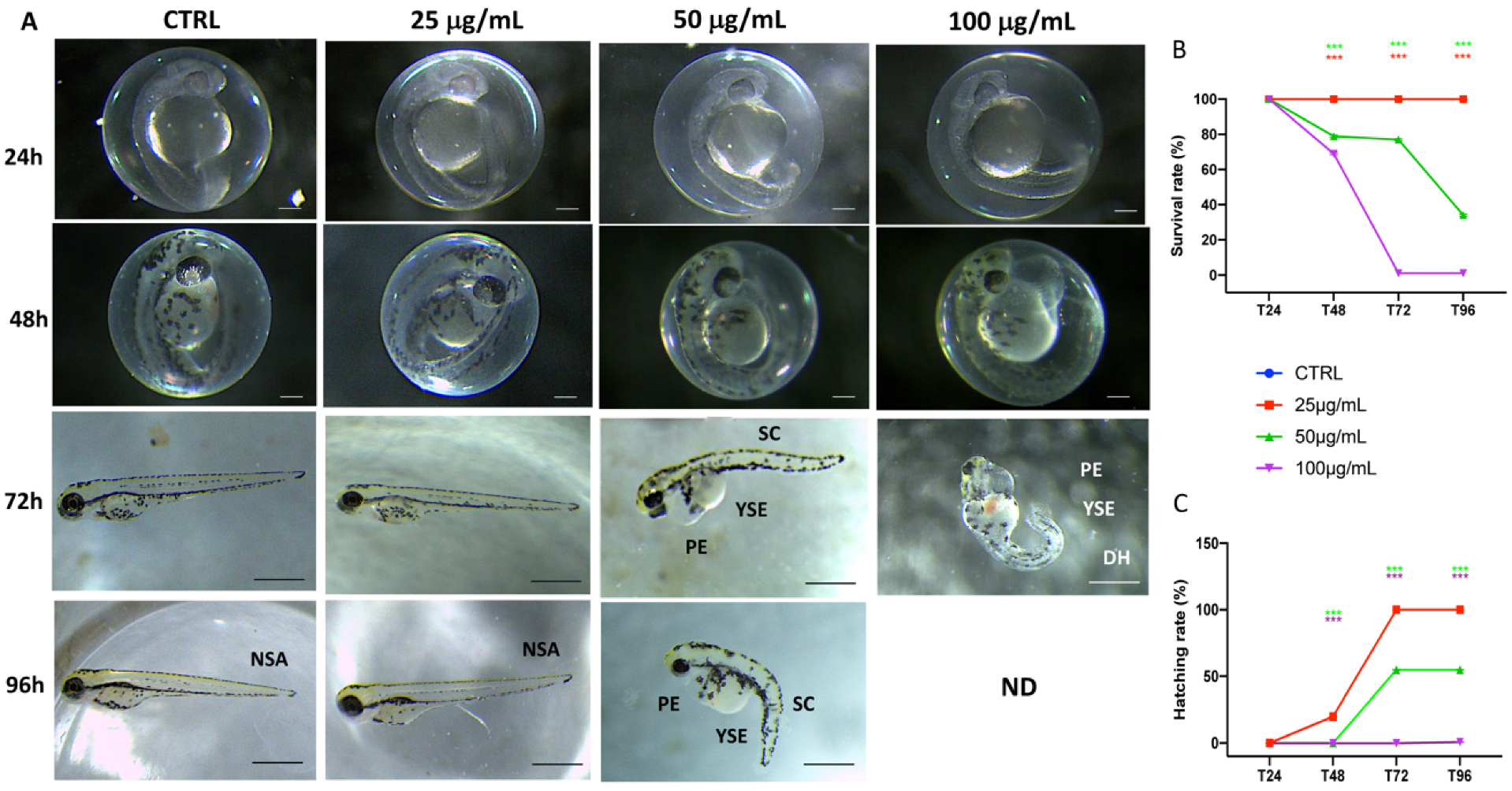 Fishes | Free Full-Text | Sensitivity of Zebrafish Embryogenesis to Risk of  Fotemustine Exposure | HTML