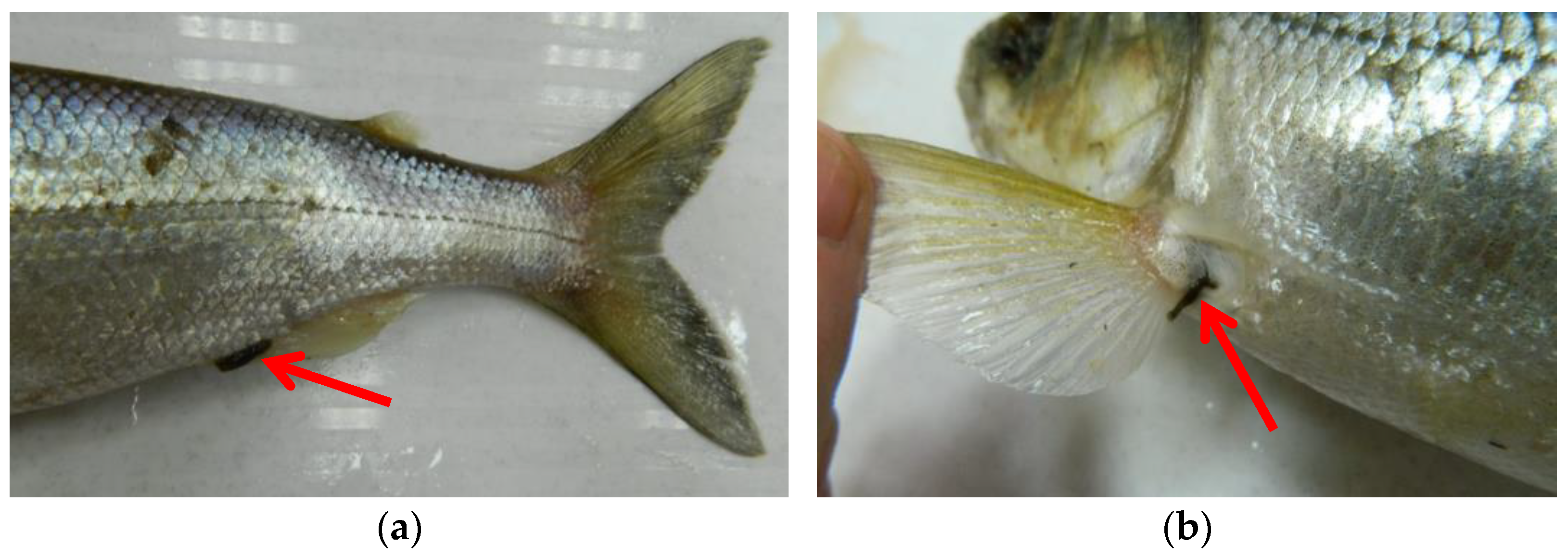 Fishes 07 00298 g003 Fishes 07 00298 g003