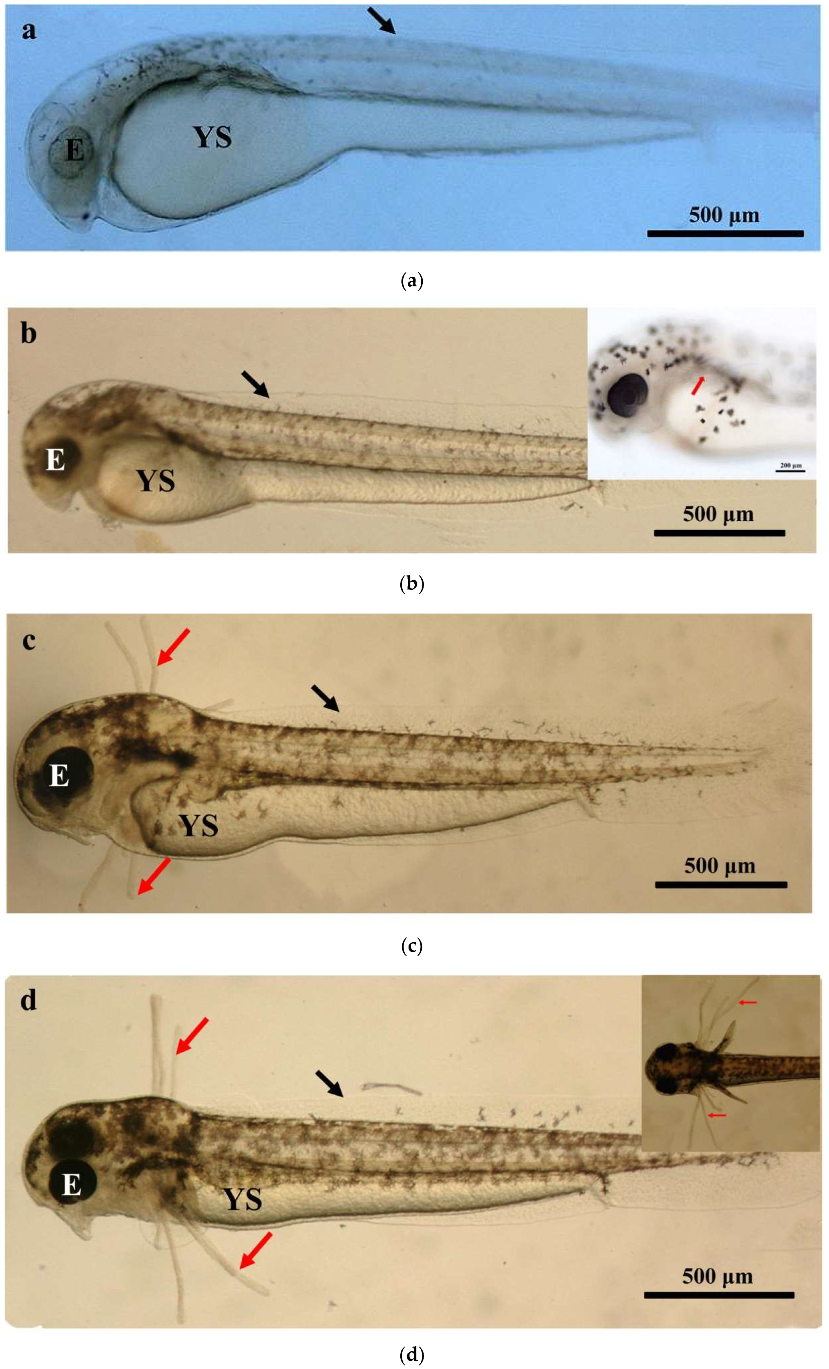 Fishes | Free Full-Text | Ontogenetic Development of Gill and Na+/