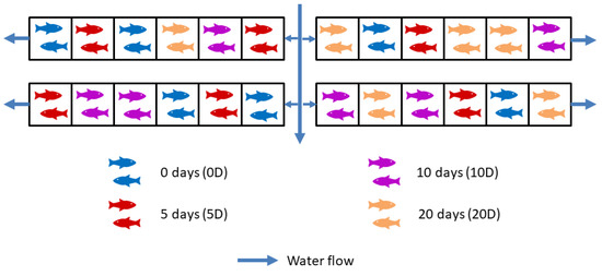 Feed and Grow Fish torrent download for PC