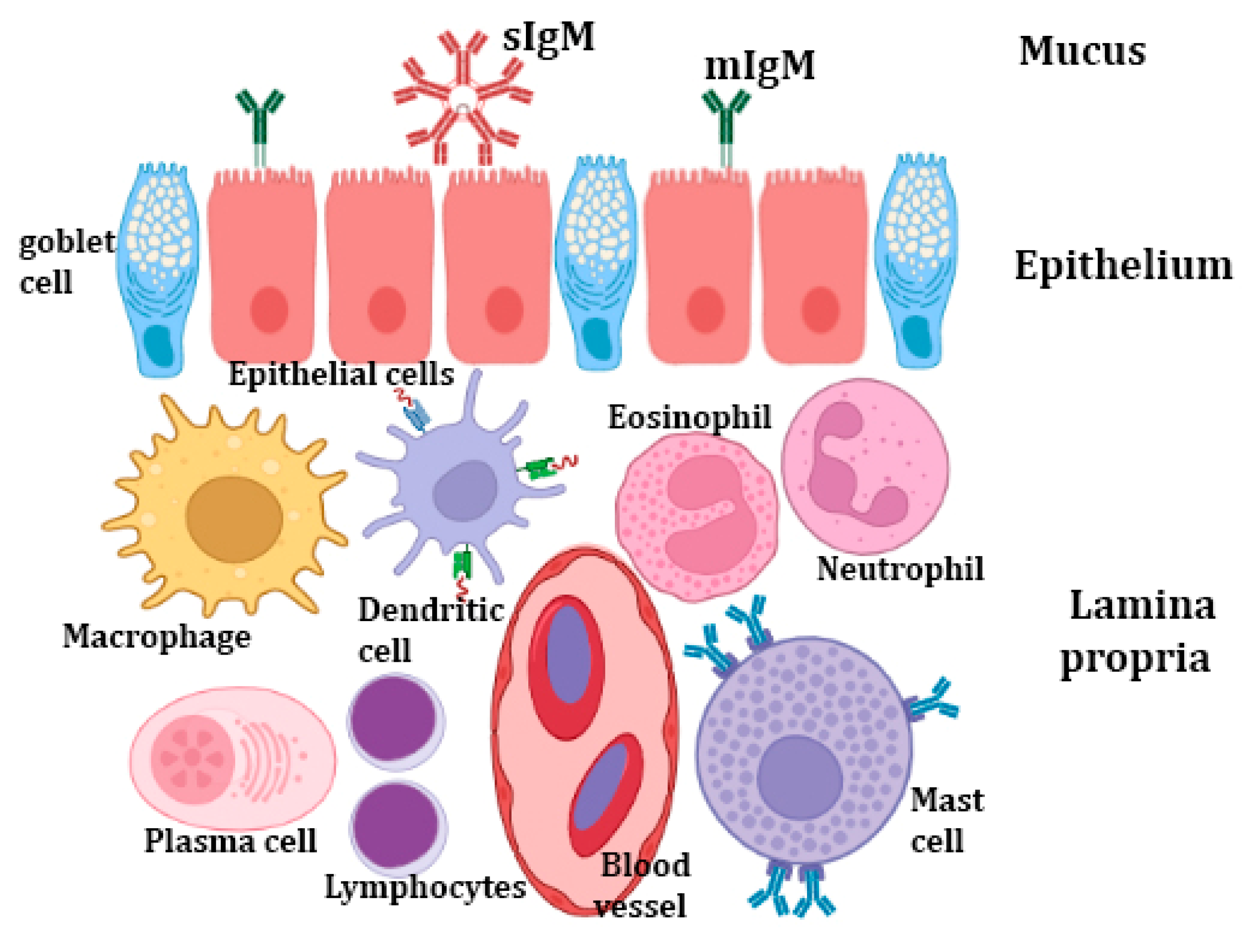 Fishes Free FullText Main Components of Fish Immunity An Overview