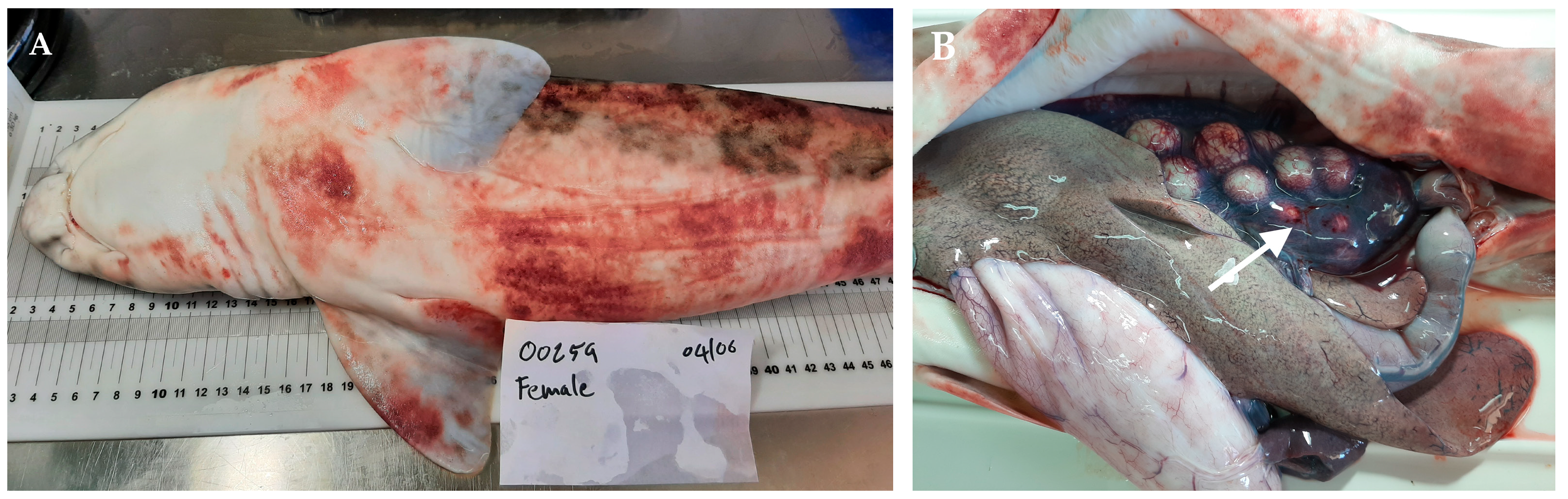 Fishes 08 00128 g001