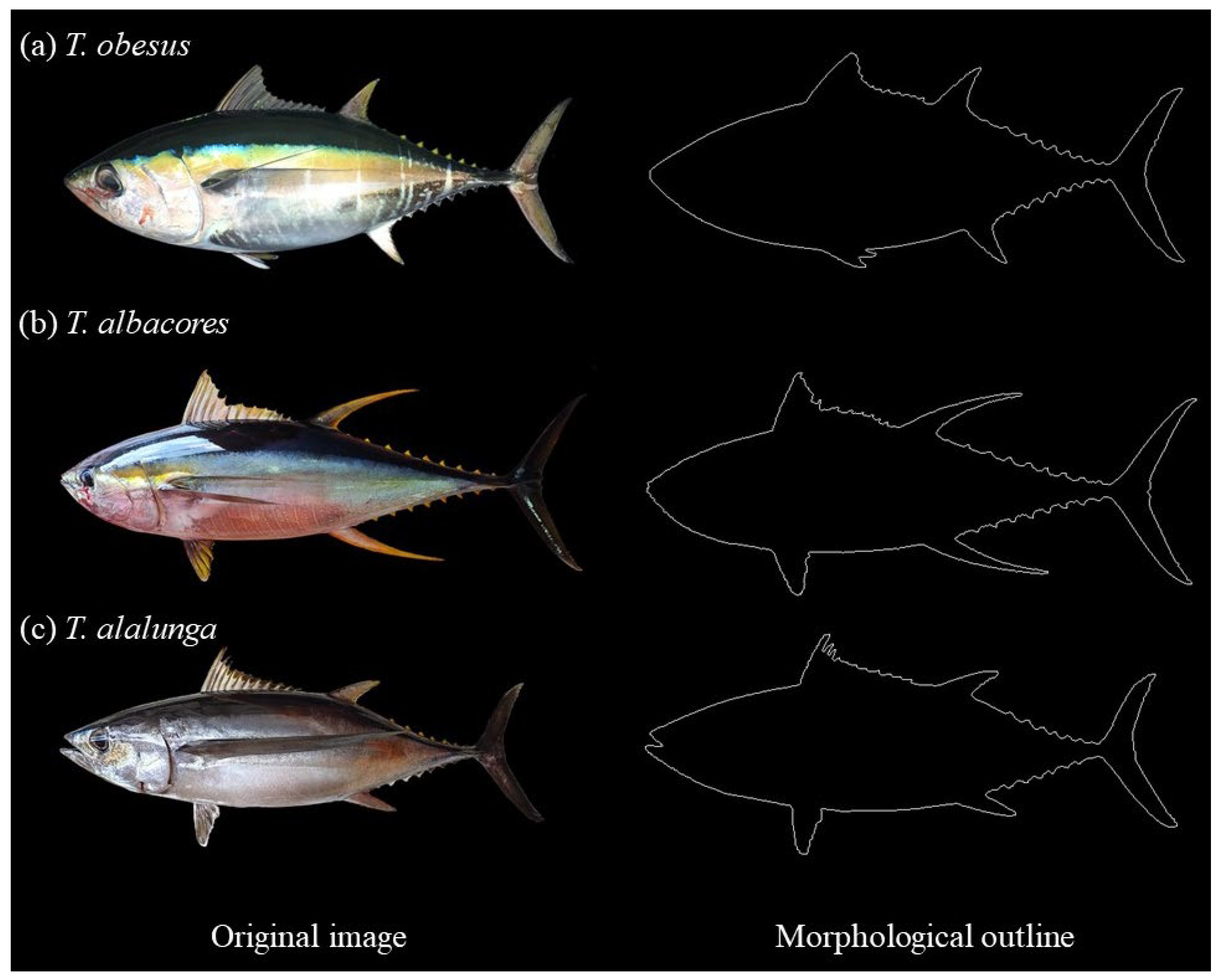 Albacore Tuna - Incredible Facts, Pictures - A-Z Animals