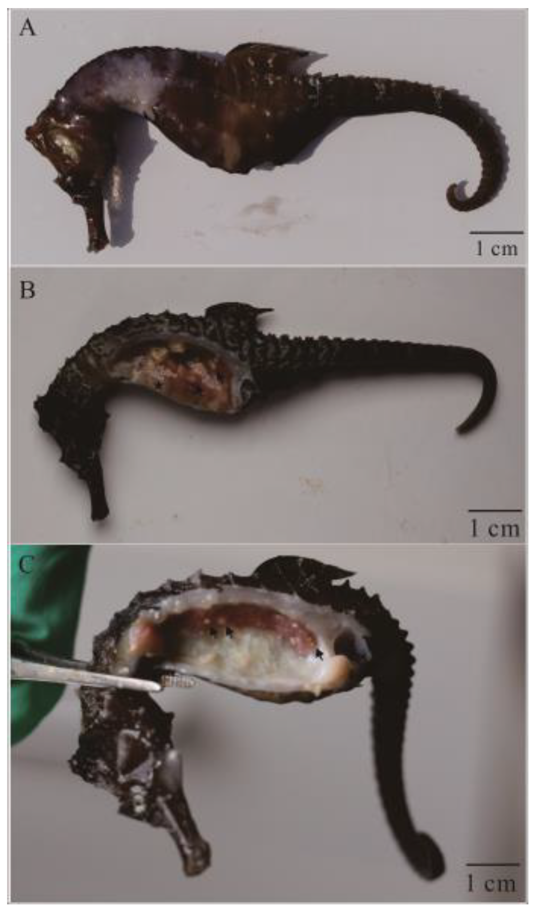 Fishes 08 00225 g001