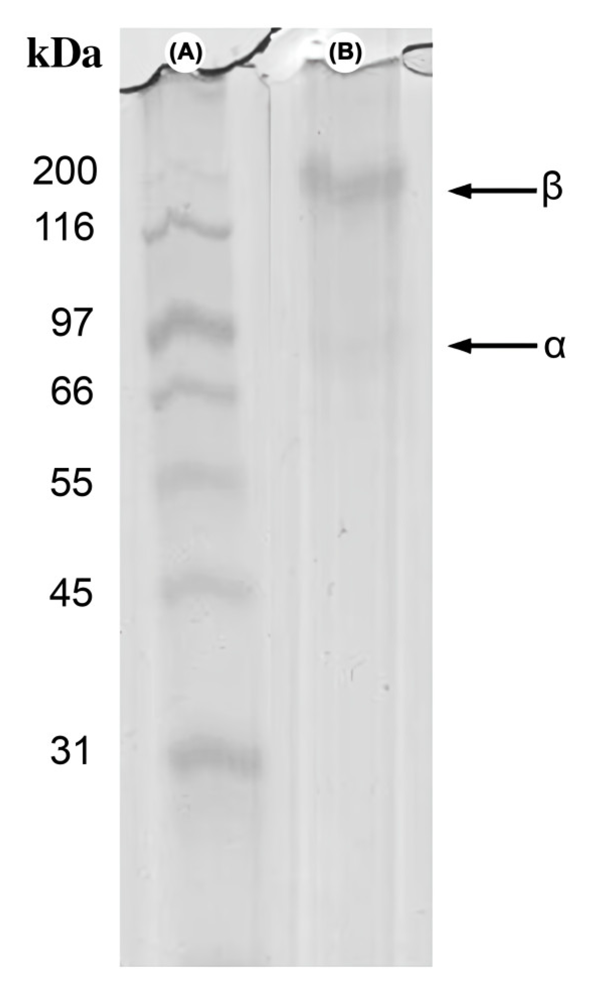 Fishes 08 00246 g003 Fishes 08 00246 g003