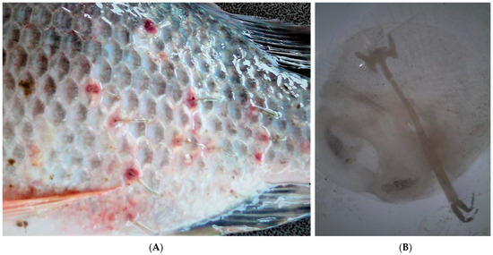 [Commentary] Tilapia: How an invasive fish came to dominate our ecology,  food and psyche