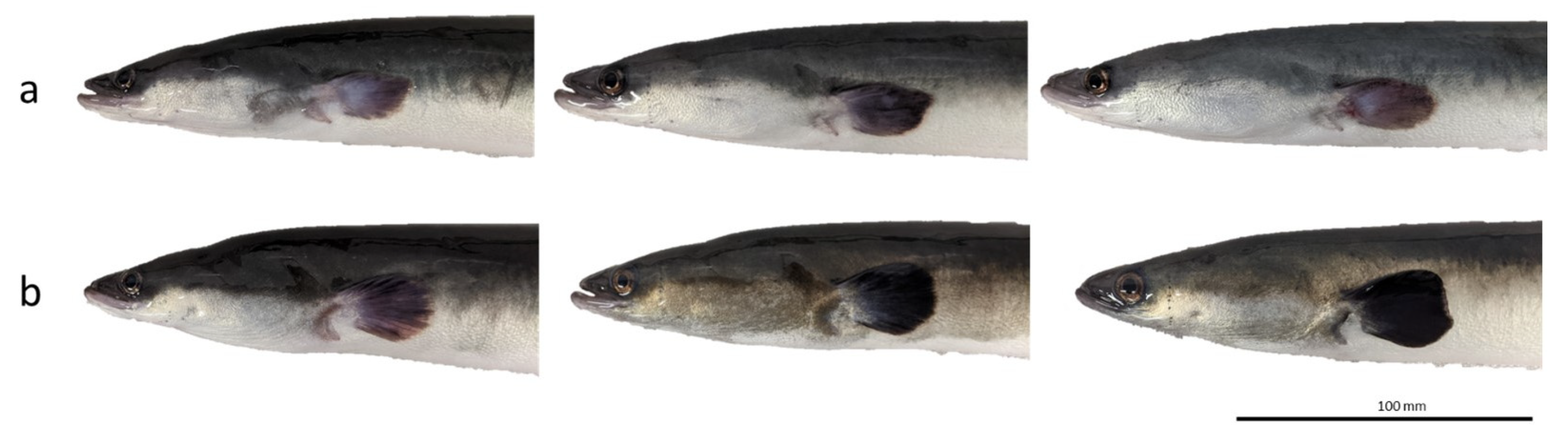 Fishes 08 00281 g001 Fishes 08 00281 g001